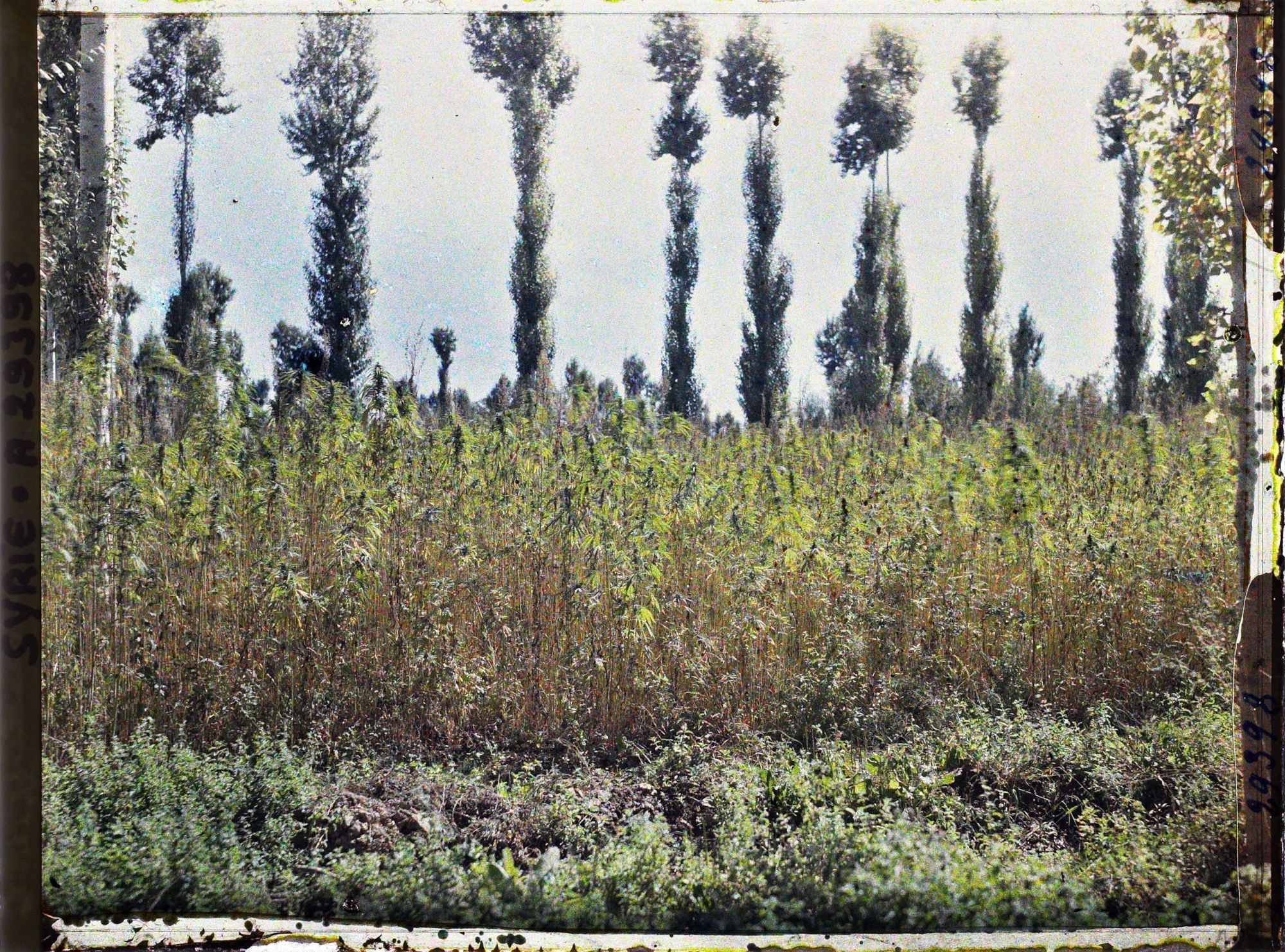 Image représentant Culture du chanvre