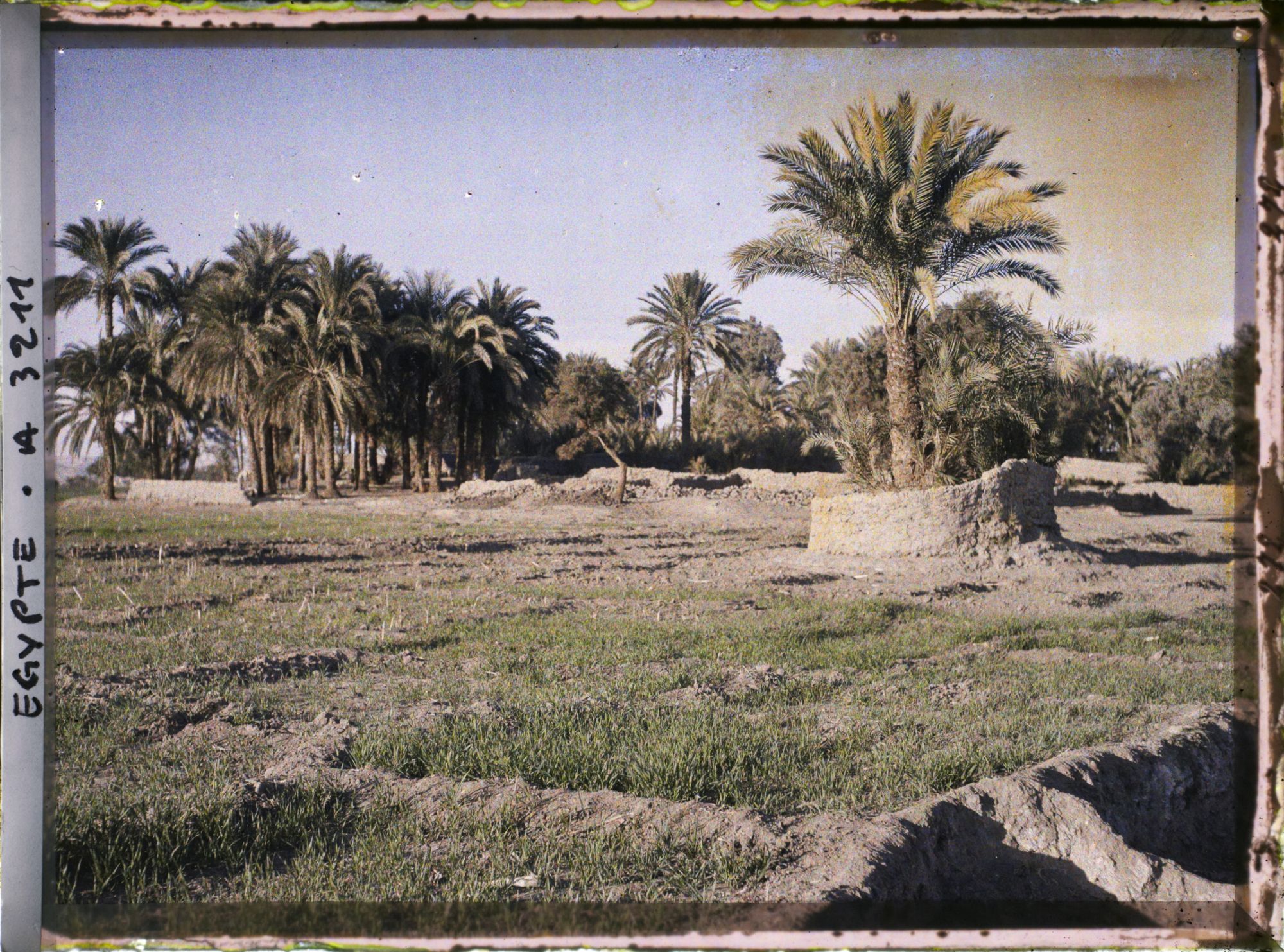 Image représentant Champs et palmiers