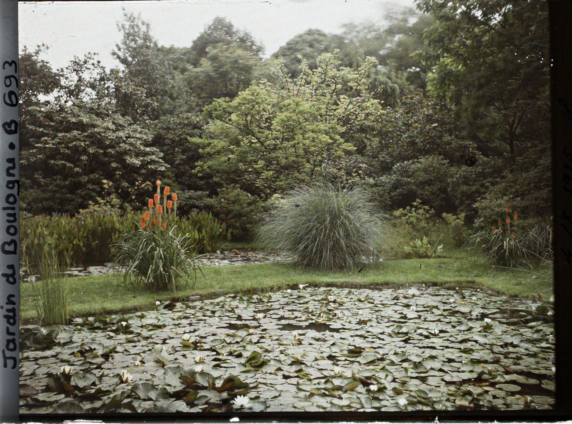 Image représentant Kniphofia situé sur la bande gazonnée séparant les " étangs " du marais, vu en direction du nord-est