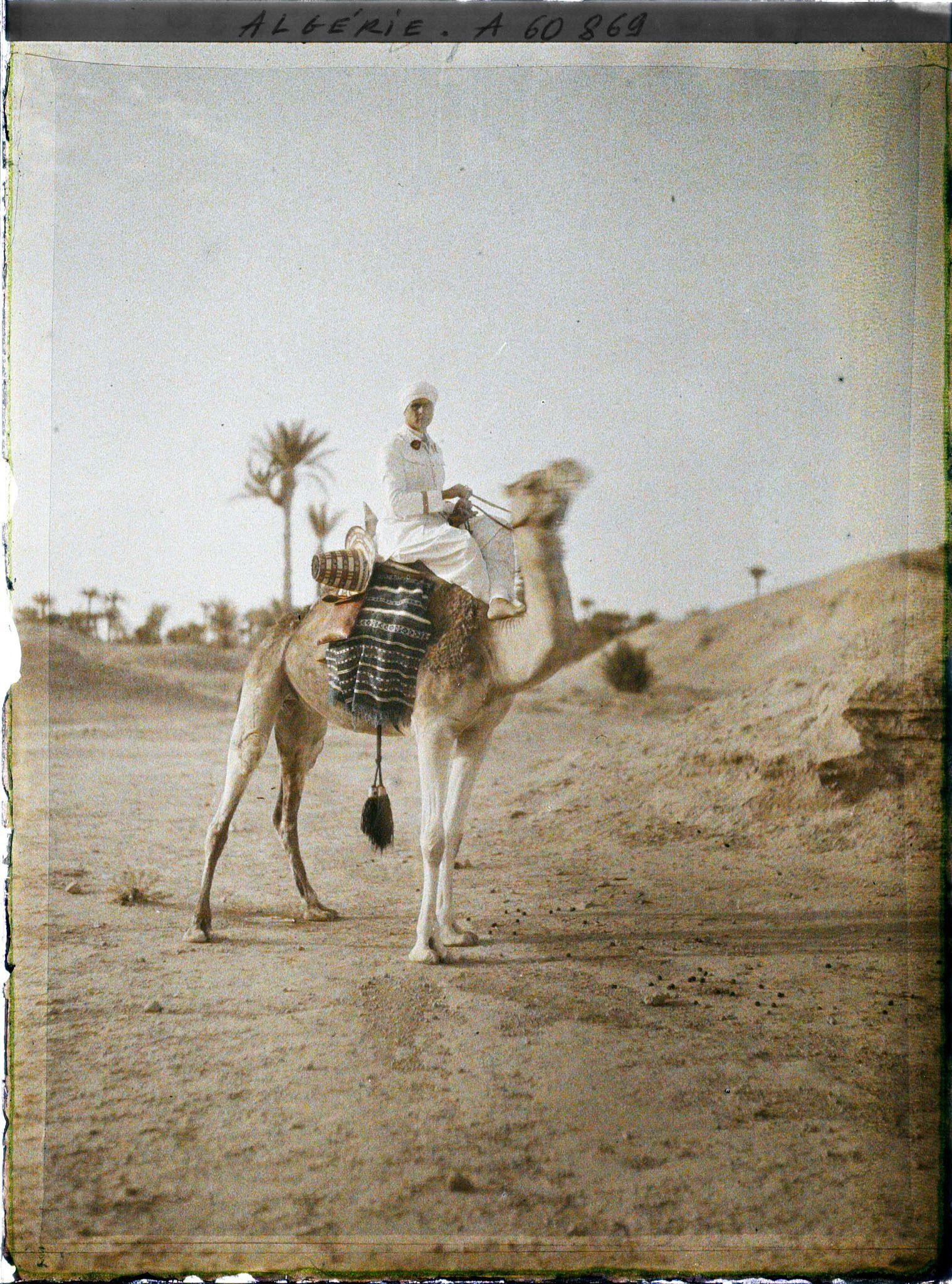 Image représentant Un officier méhariste sur sa monture