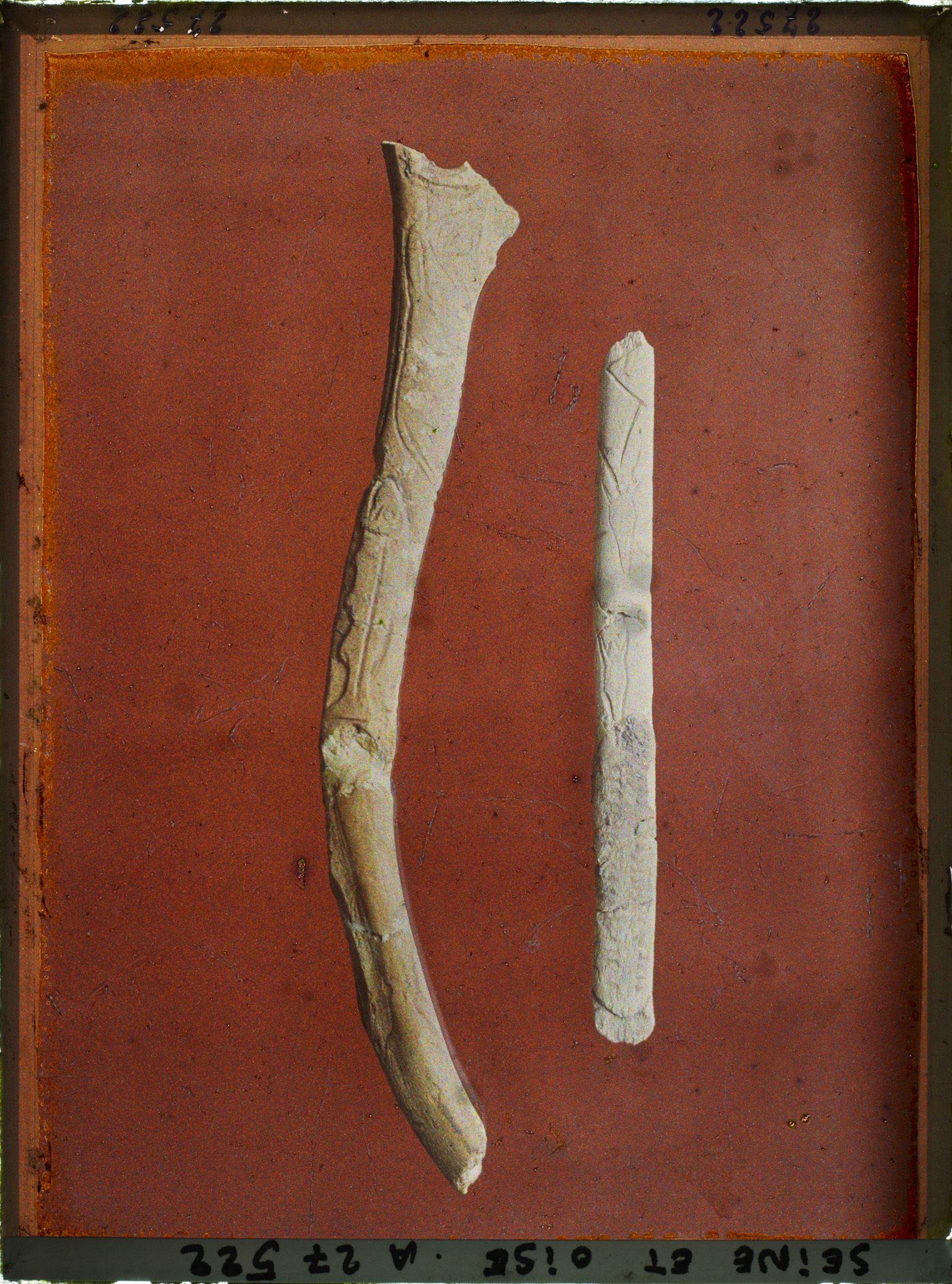 Image représentant France, St Germain-en-Laye, Tayac, Bison et Chevaux 52833, Cerf vu de face 52423