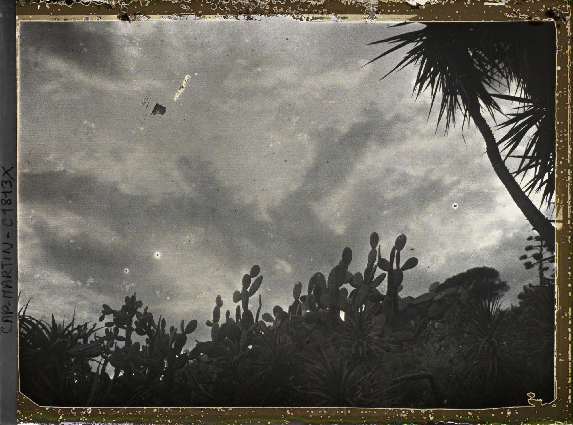 Image représentant Yucca, cactus et autres plantes exotiques se découpant à contre-jour sur un ciel nuageux