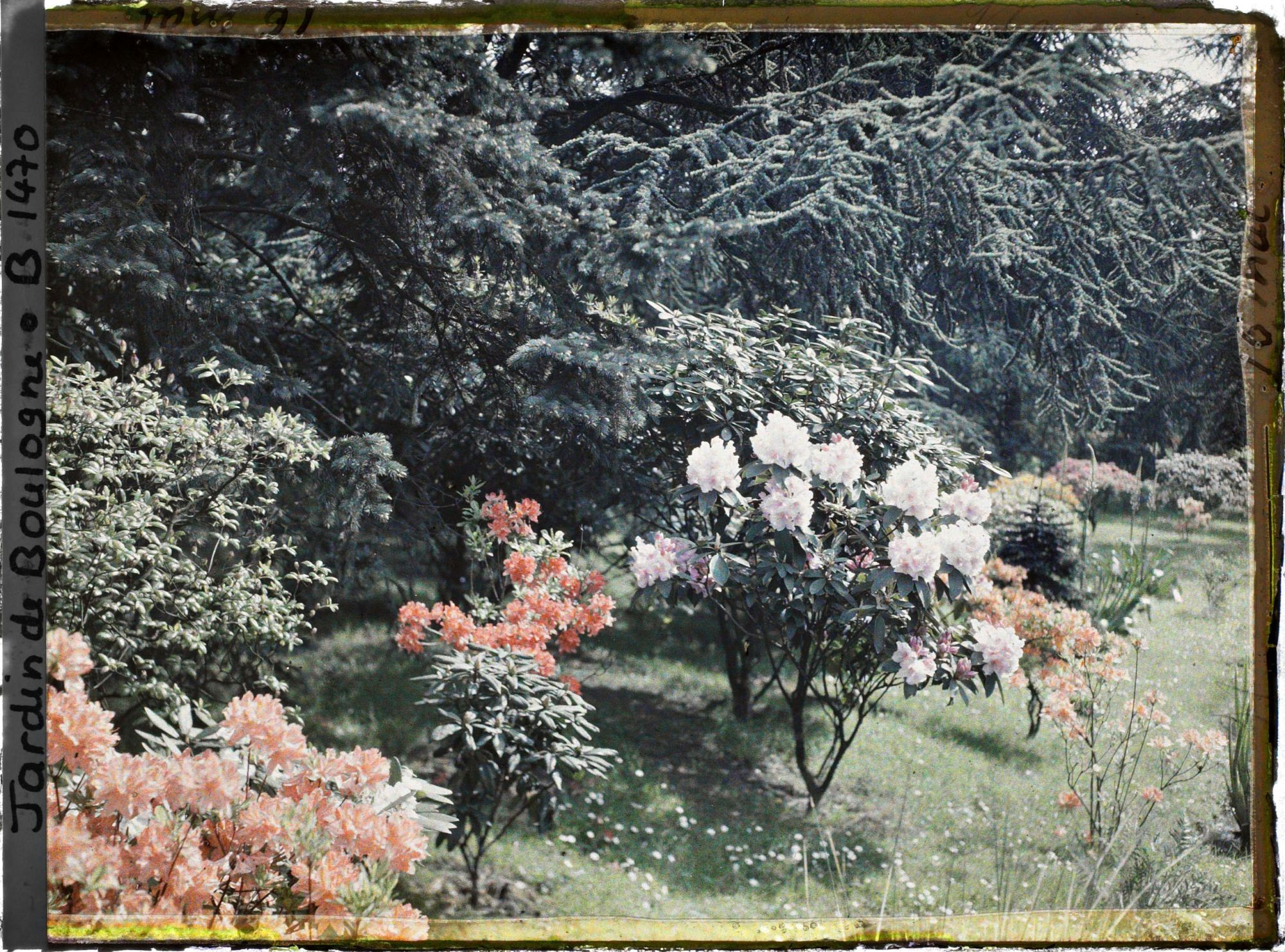 Image représentant Azalées et rhodos près de la forêt bleue