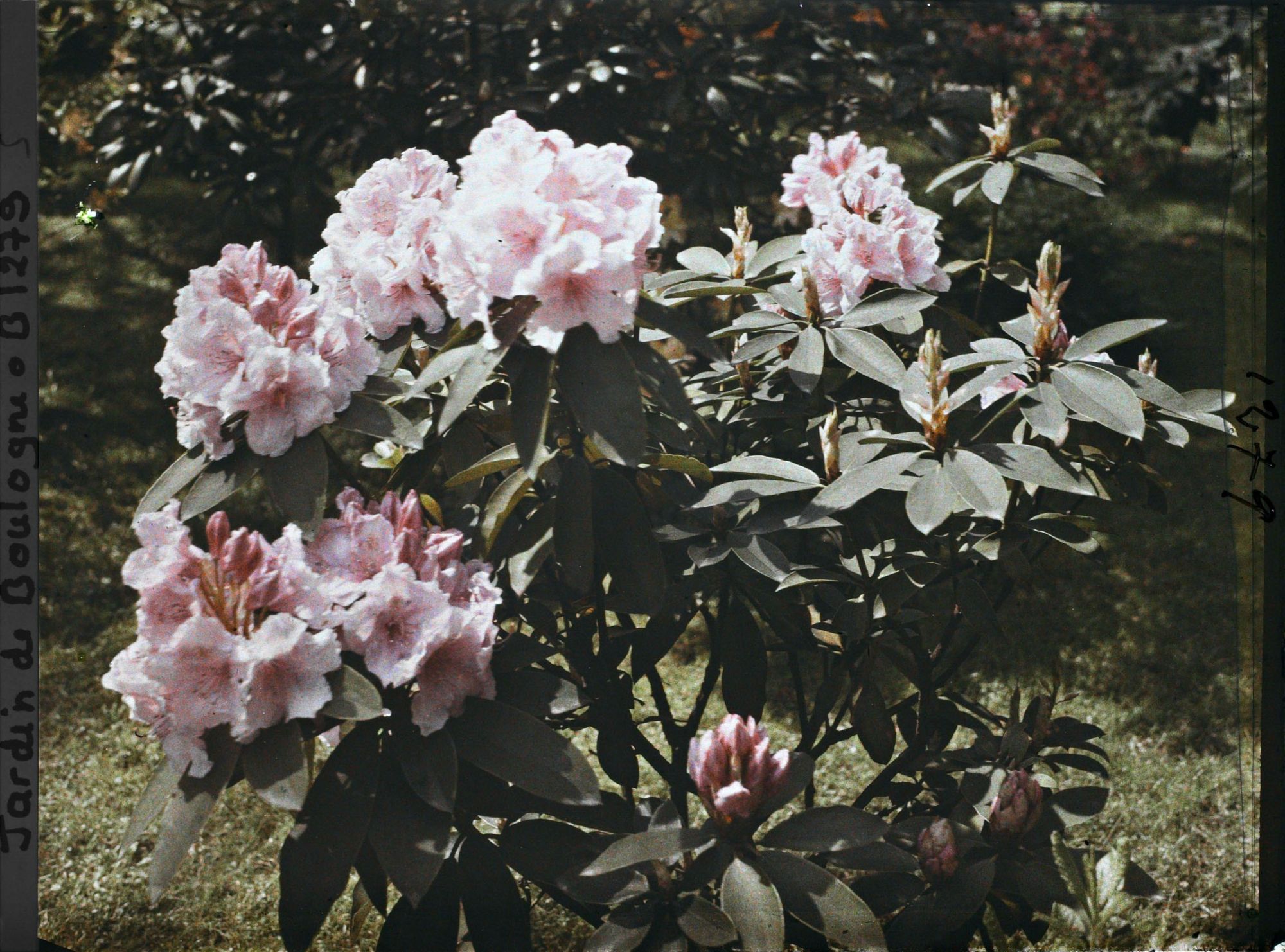 Image représentant Pied de rhododendrons roses