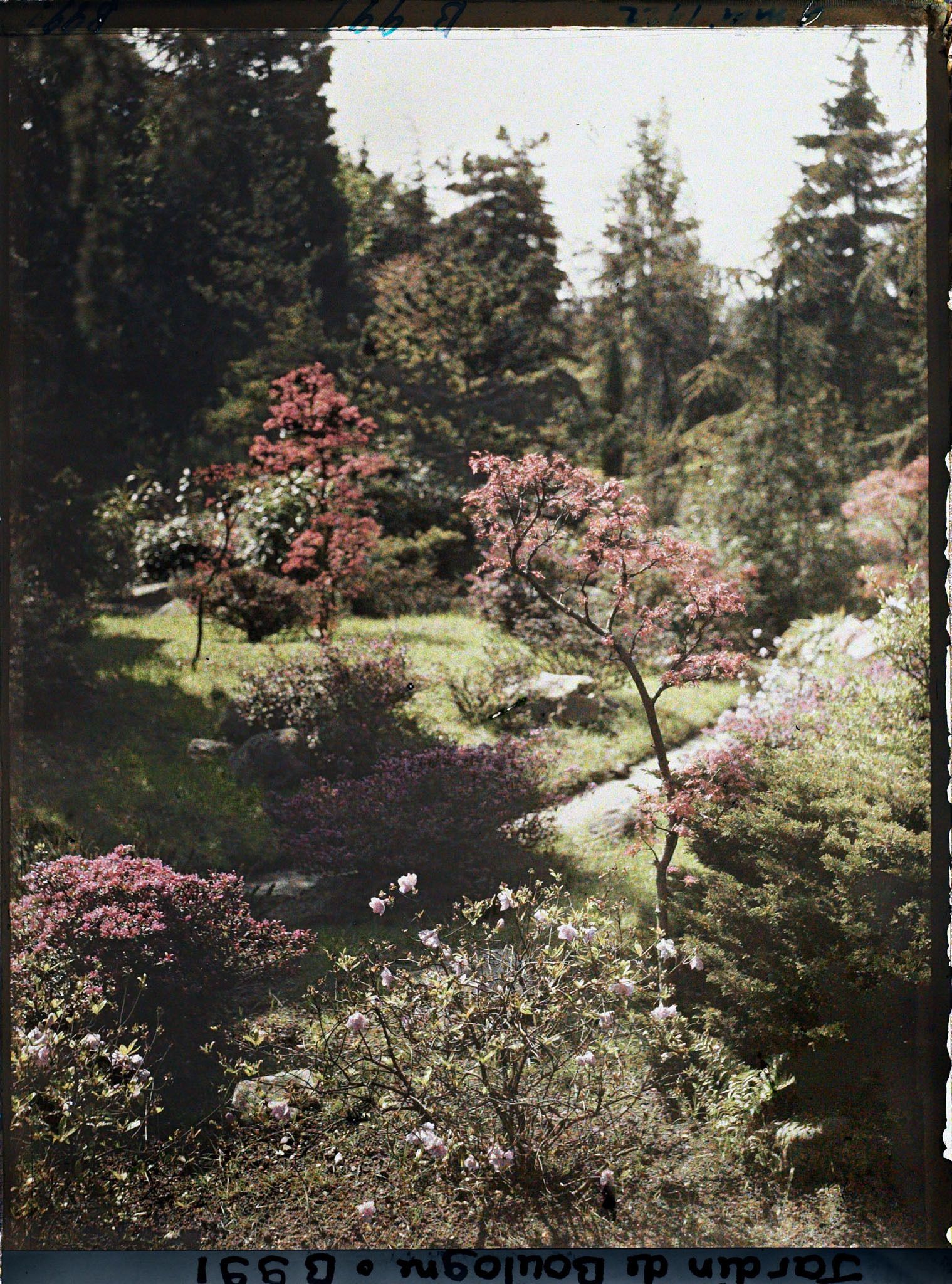 Image représentant Chemin du " sanctuaire japonais " bordé d'érables et d'azalées, à la sortie du " village japonais "
