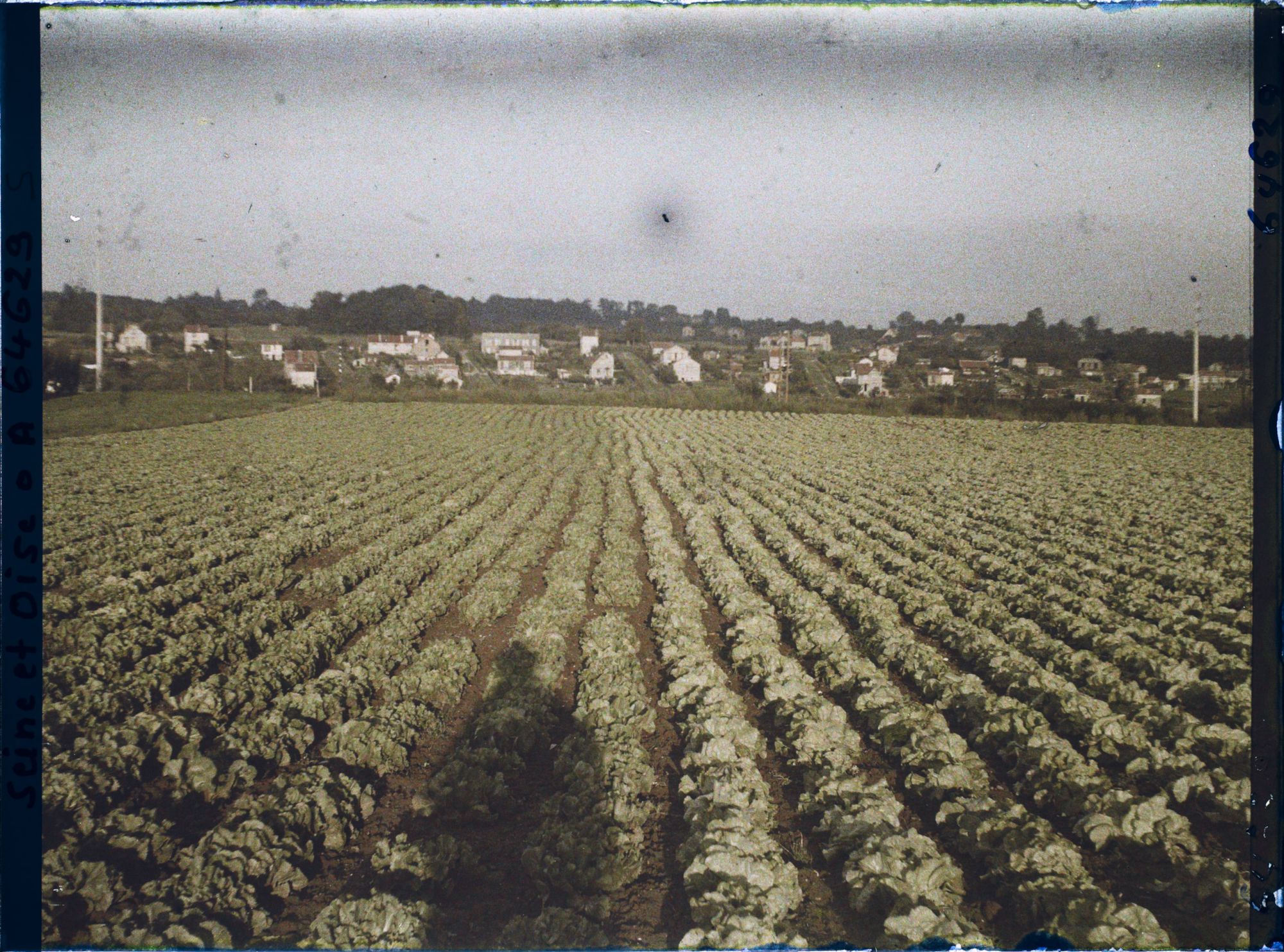 Image représentant Ile de France, Sarcelles St Brieuc, Champs de Salades au Soleil Couchant