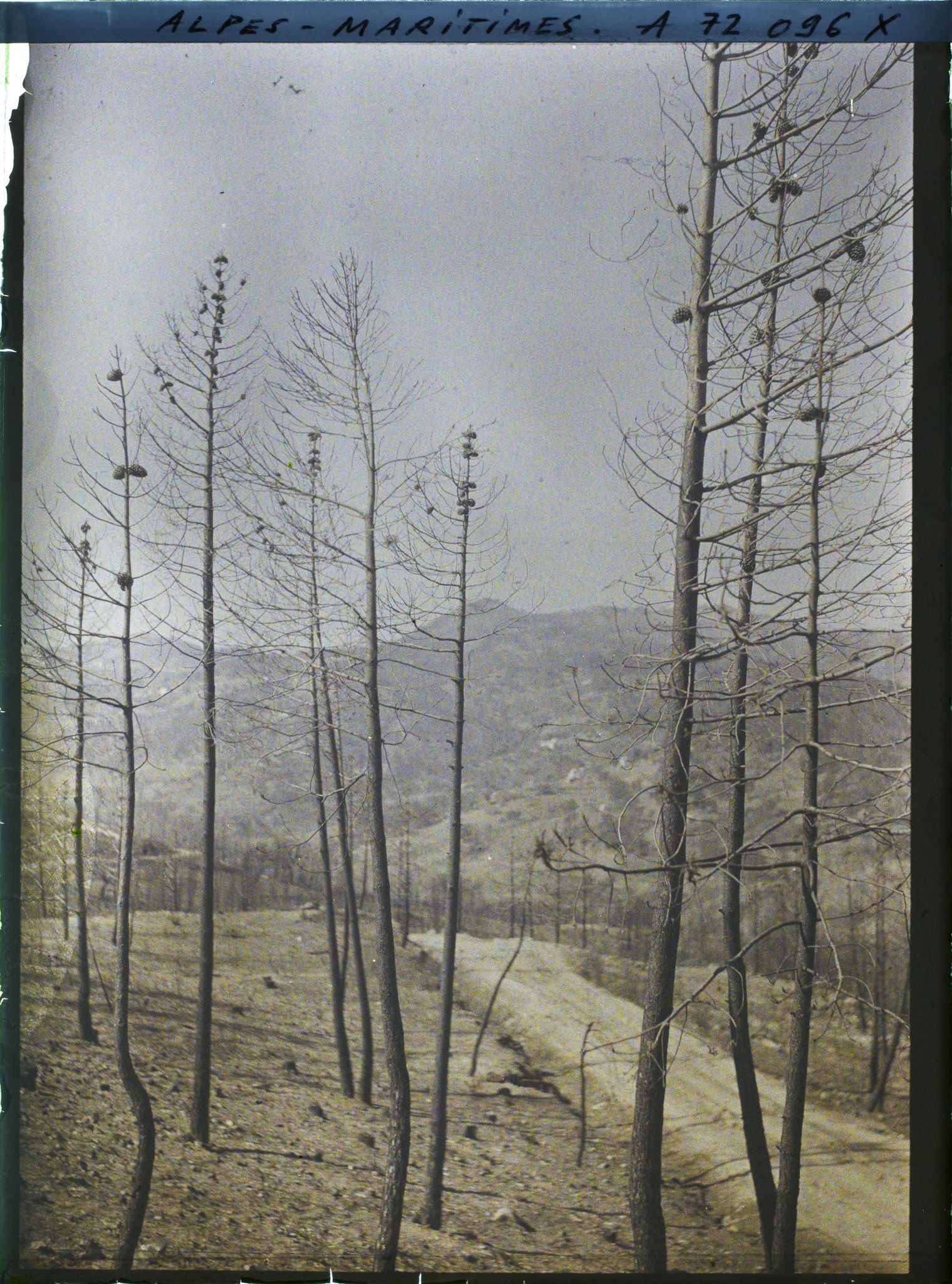 Image représentant Paysage de bois de pins après incendie?