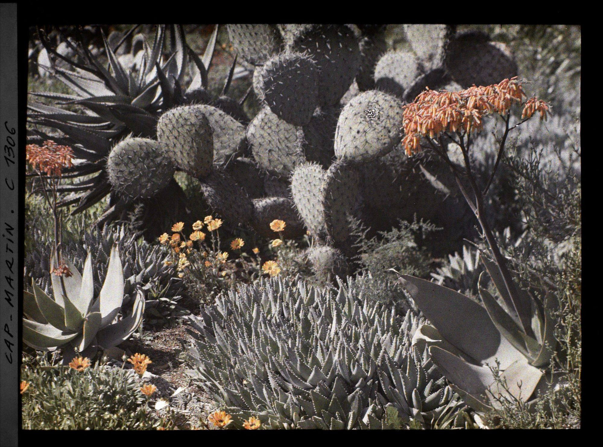 Image représentant Scène fleurie de plantes exotiques