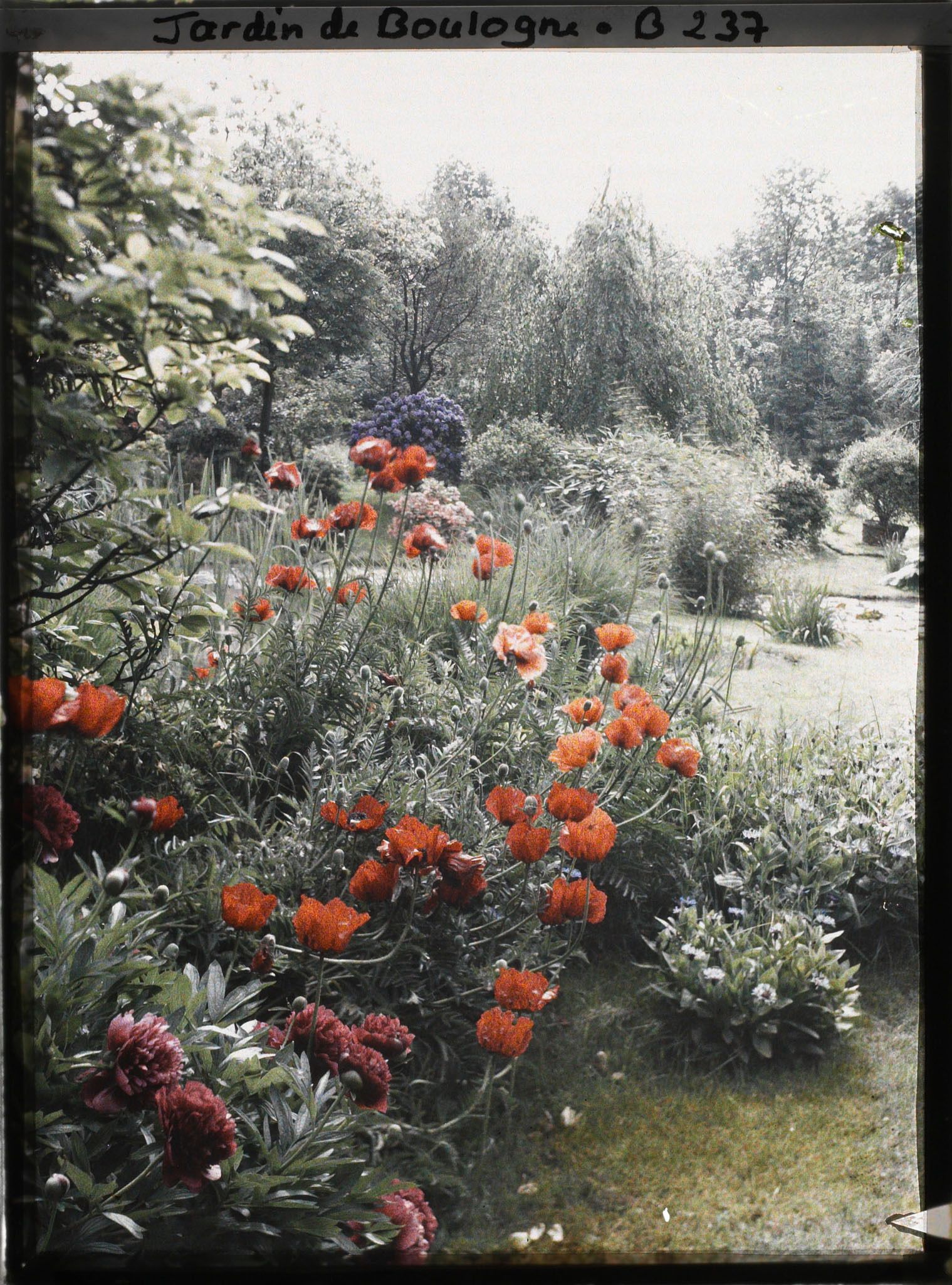 Image représentant Massif fleuri, proche de la bande gazonnée séparant les " étangs " du marais, vu vers l'est, sud-est
