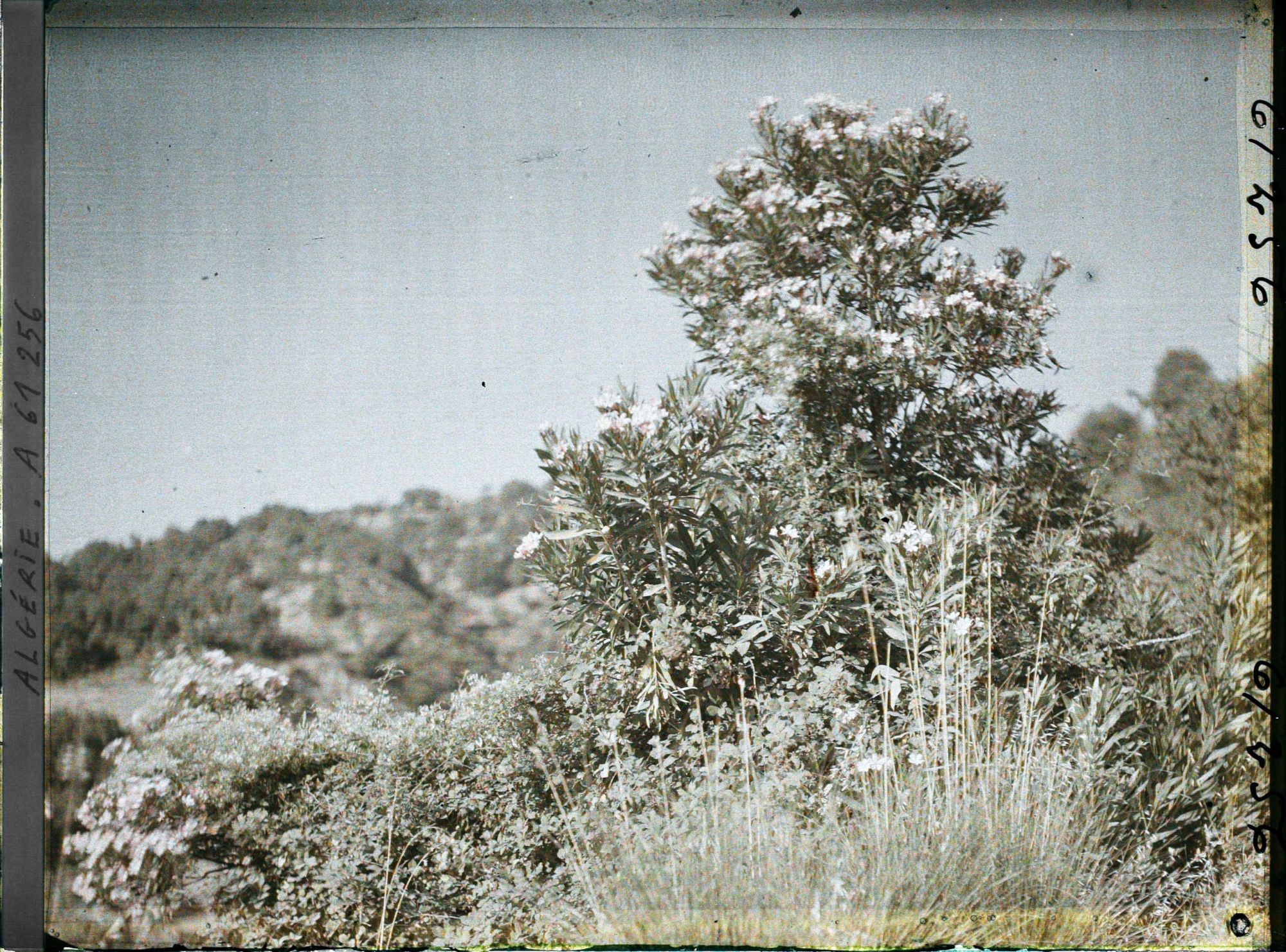 Image représentant Buisson de laurier rose