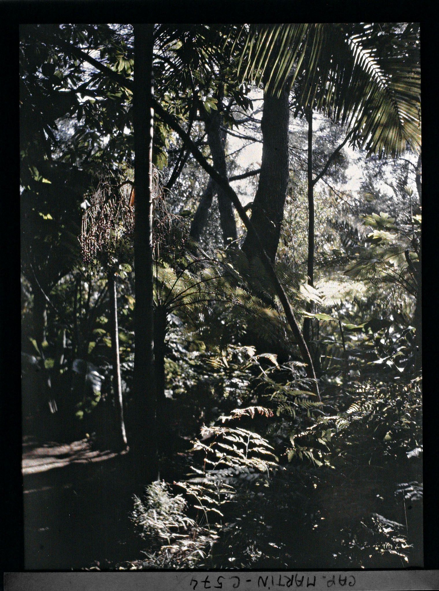 Image représentant Le jardin Les tropiques