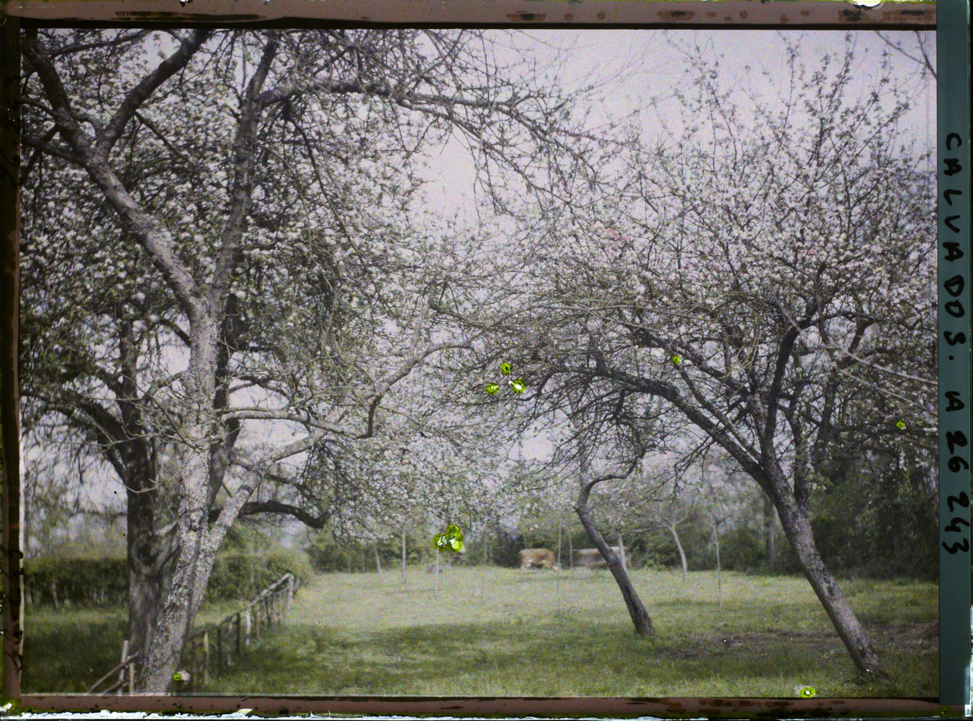 Image représentant Pommiers