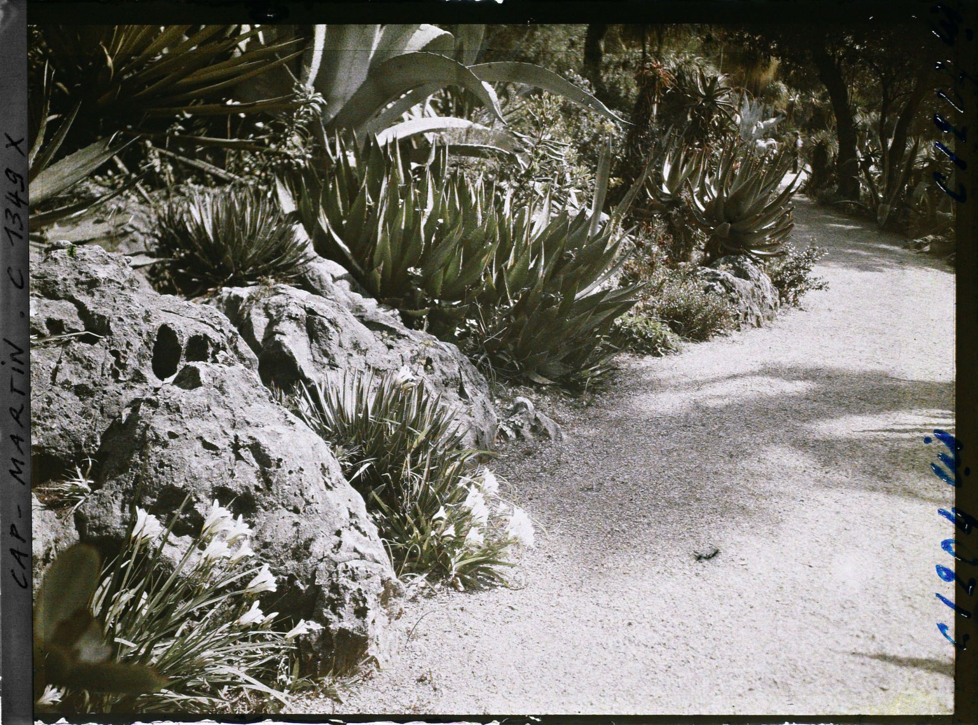 Image représentant Le jardin