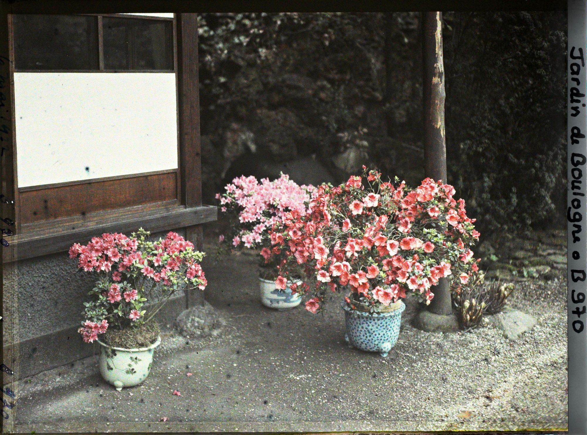 Image représentant Azalées en pots fleuries, au pied de la maison est du " village japonais "