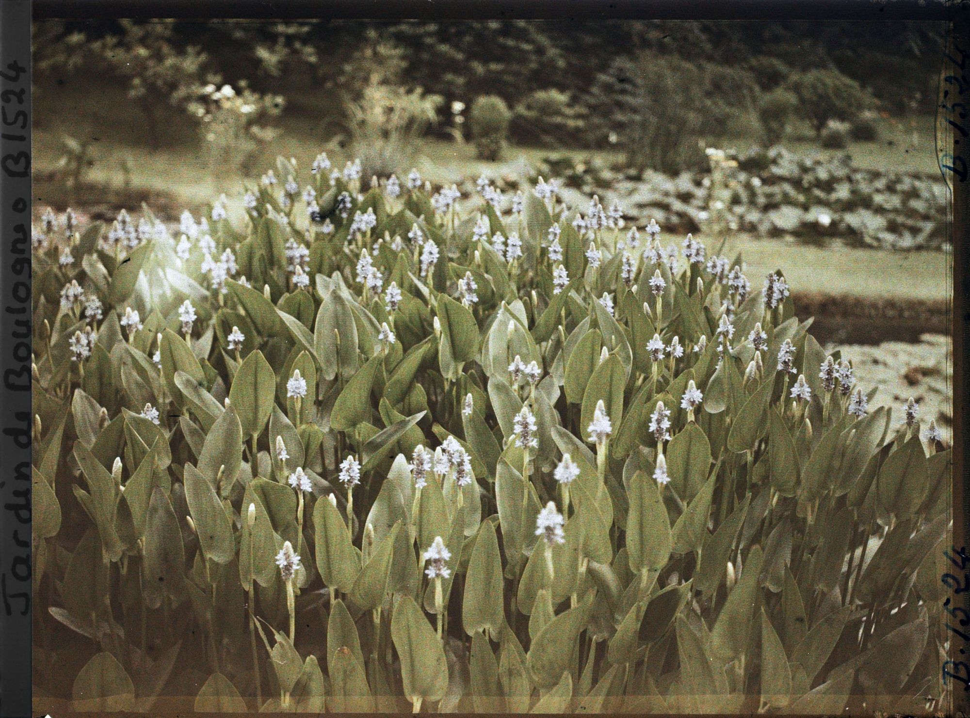 Image représentant Floraison bleue aux étangs