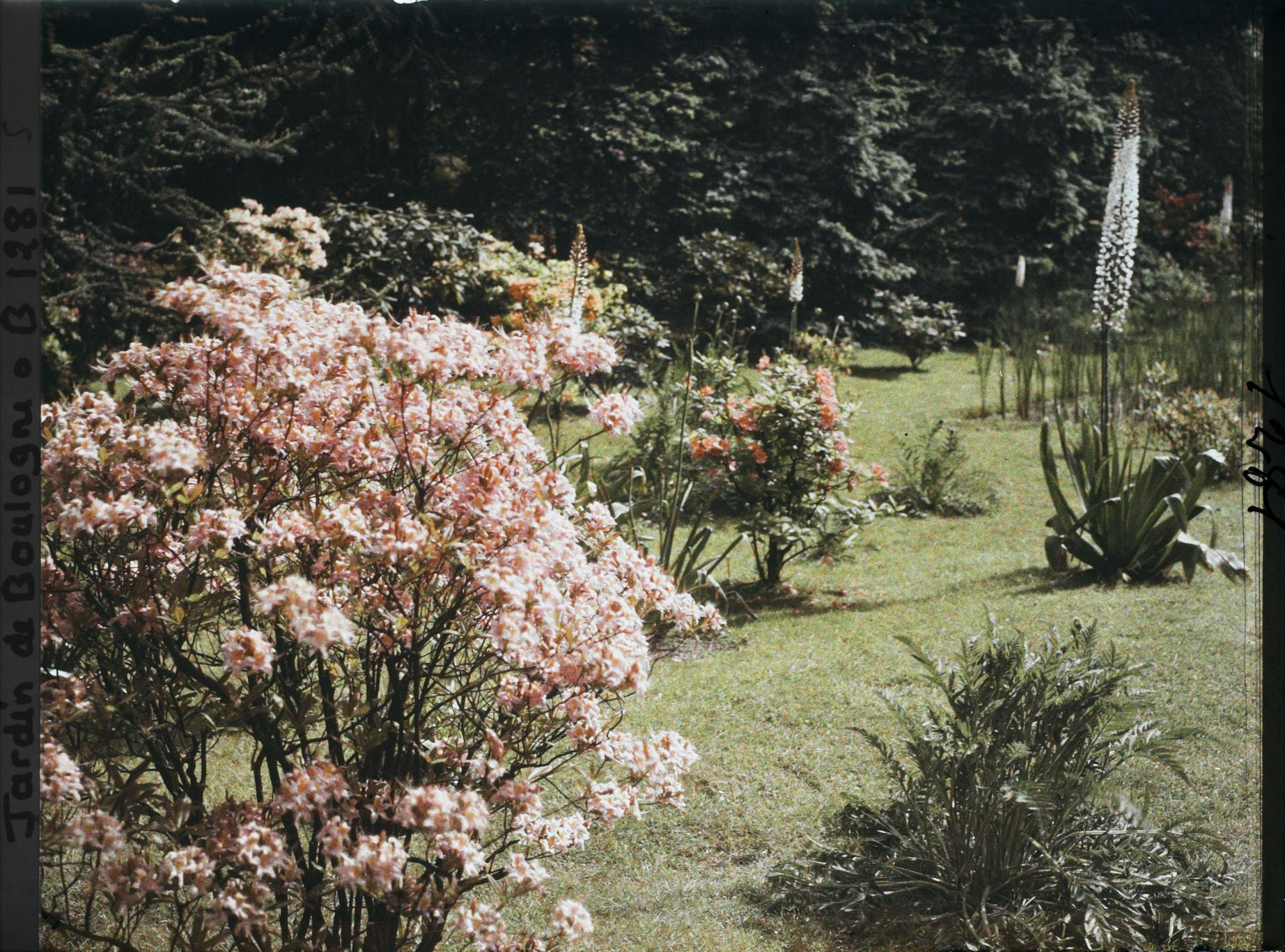 Image représentant Azalées sur la pelouse près du marais