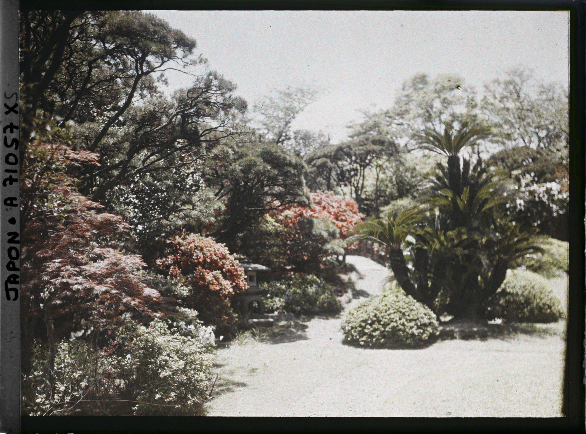 Image représentant Azalées en fleurs et cycas dans un parc