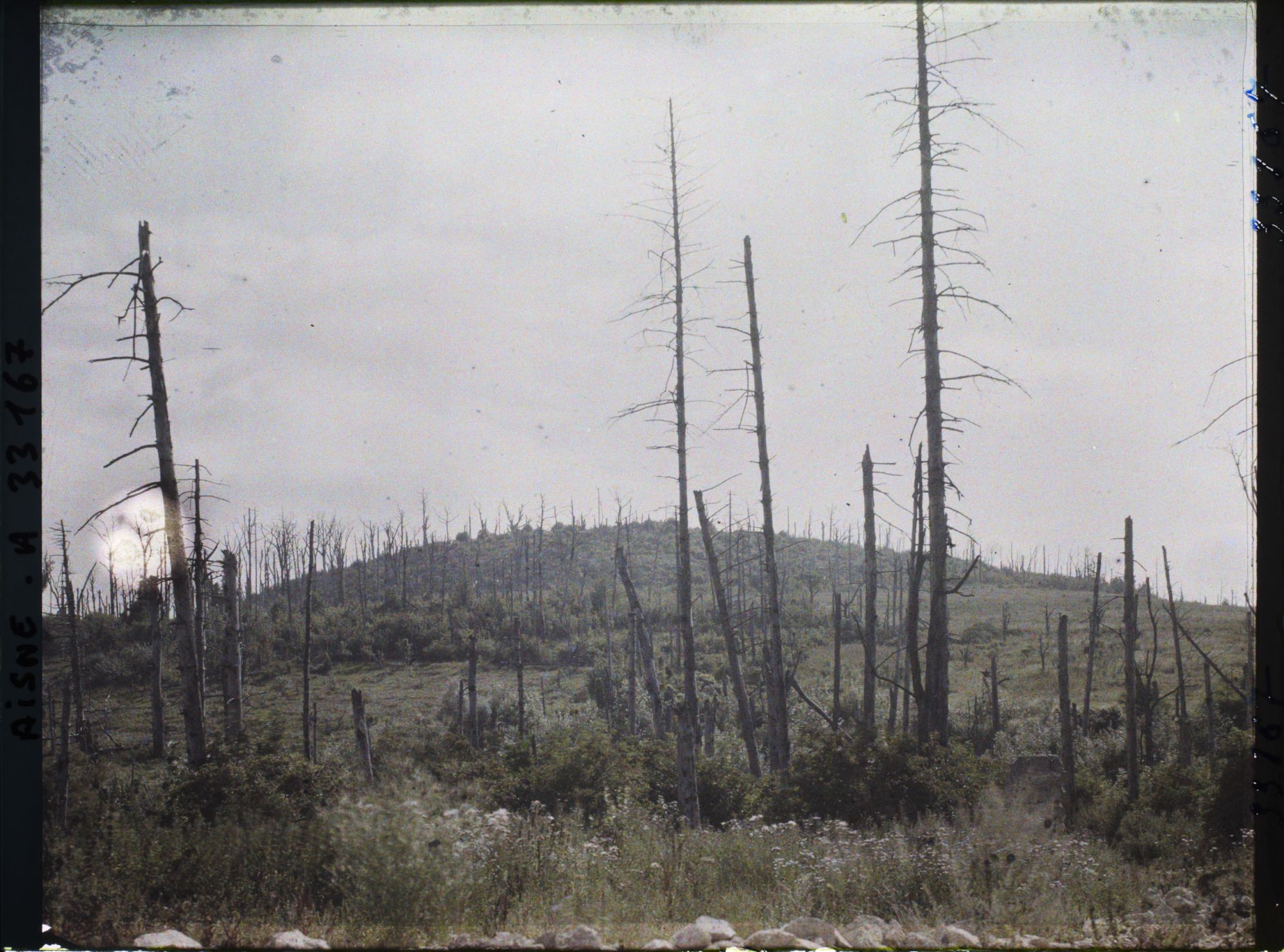 Image représentant France, Pinon, Arbres Déchiquetés sur les Crètes d'Anizy