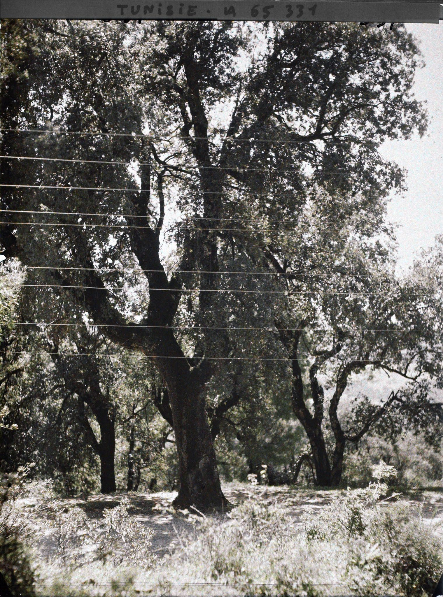 Image représentant La forêt de chênes