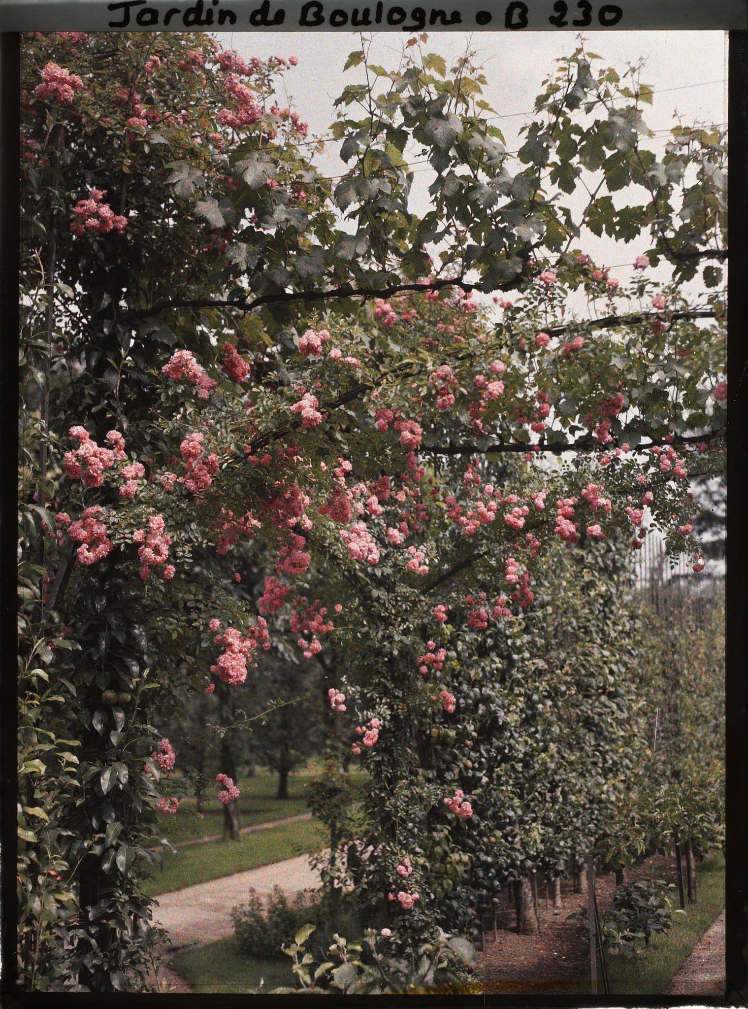 Image représentant Roses et rangée de fruitiers palissés, situées à mi parcours de l'axe central du verger-roseraie ?