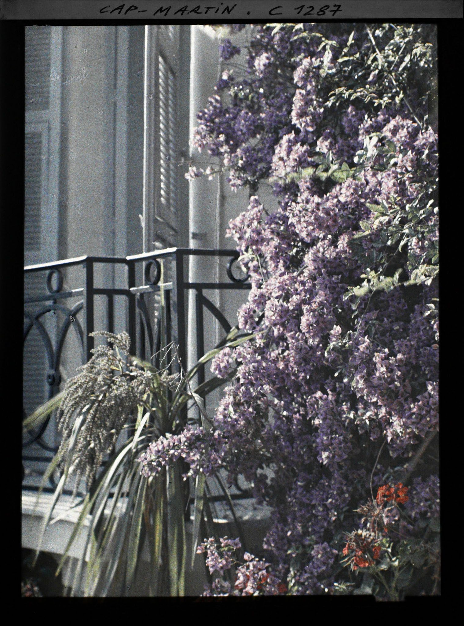Image représentant Balcon fleuri à Dunure