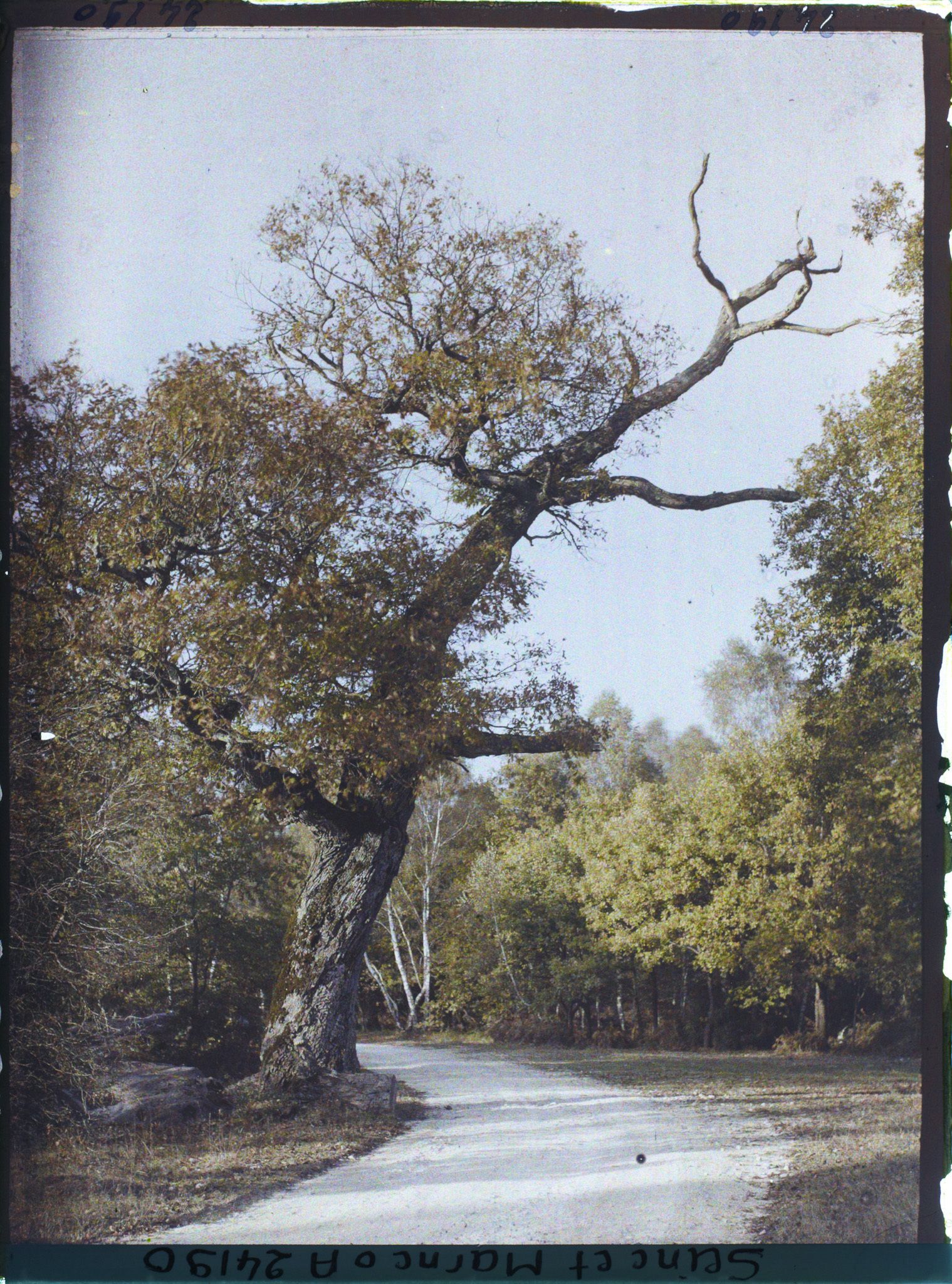 Image représentant Forêt