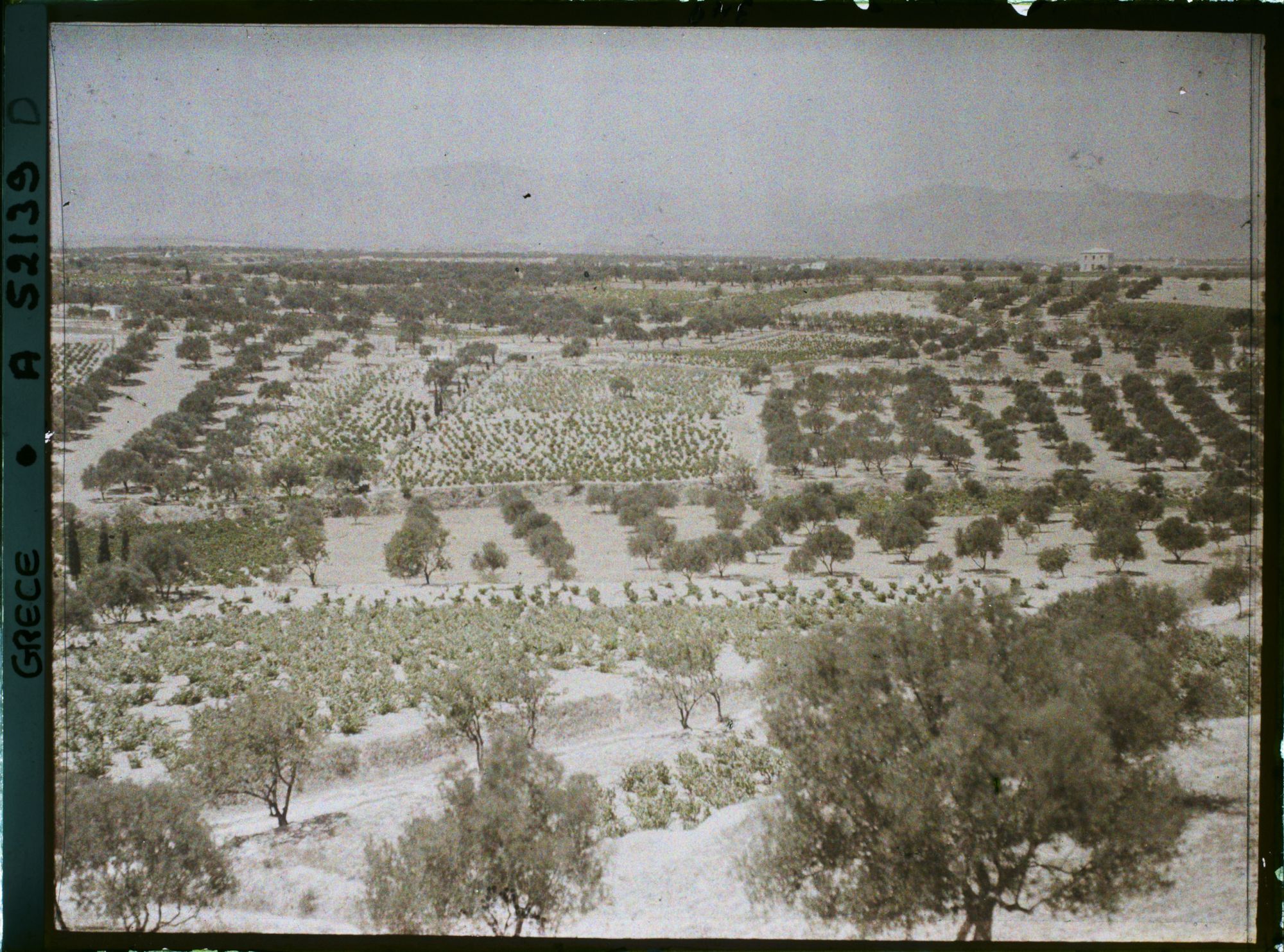 Image représentant Vue sur une plaine de plantation d'oliviers