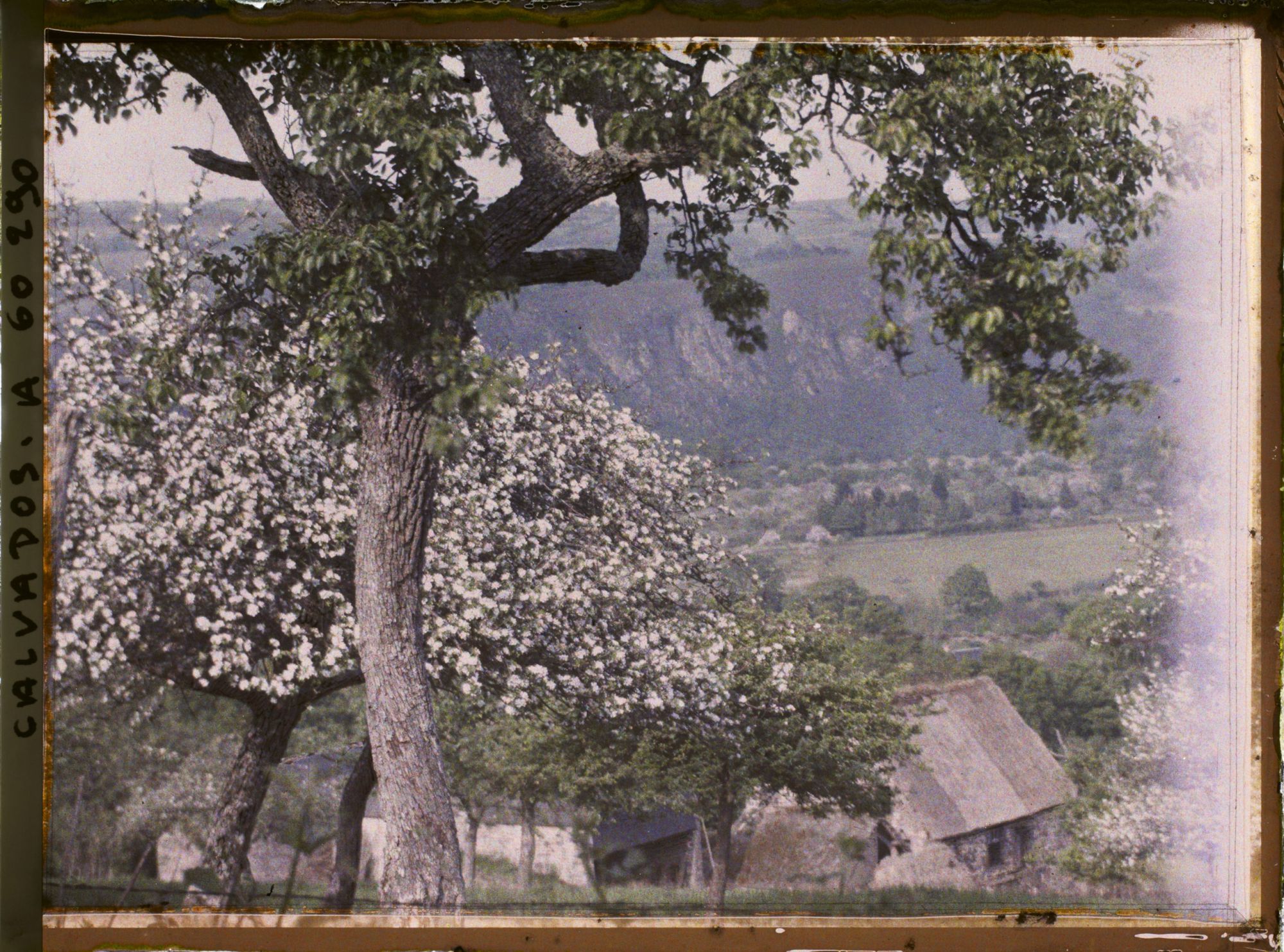 Image représentant Pommiers en fleurs aux abords du village