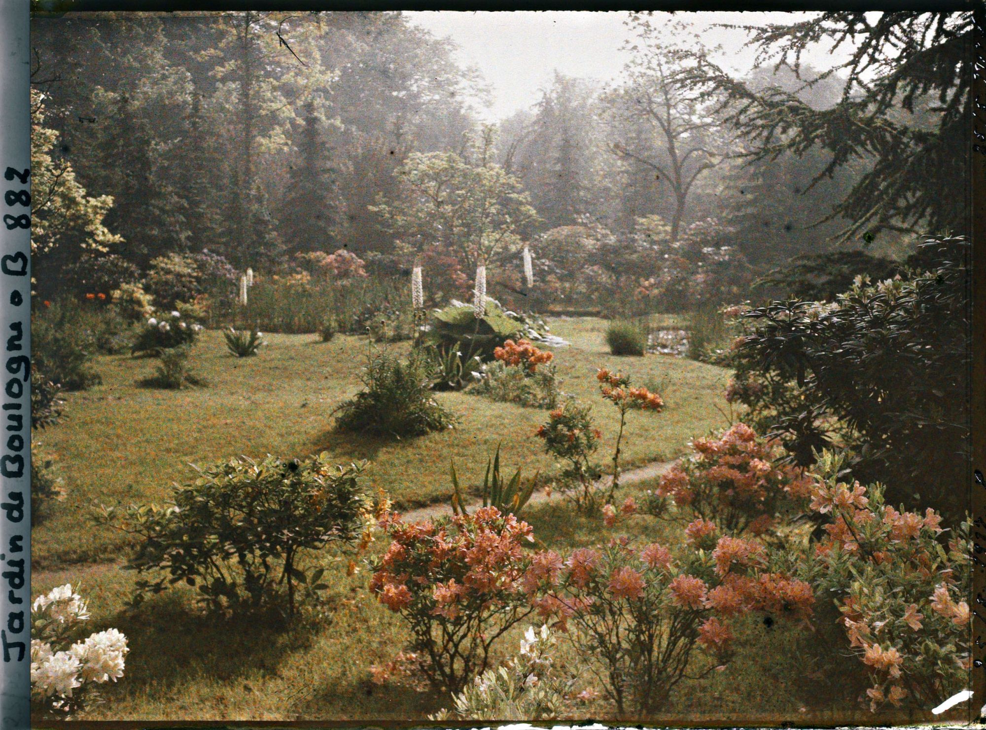 Image représentant Azalées près du marais