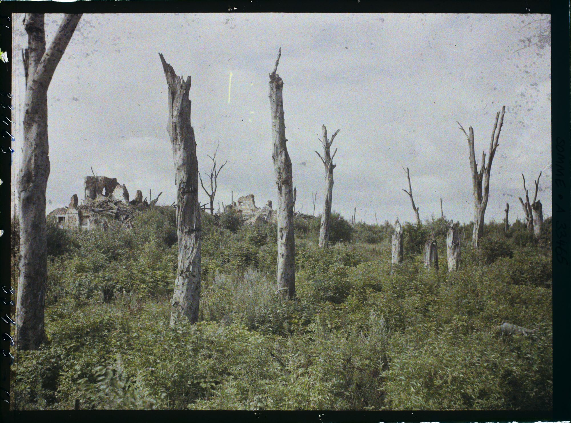 Image représentant France, Chaulnes, Arbre mort