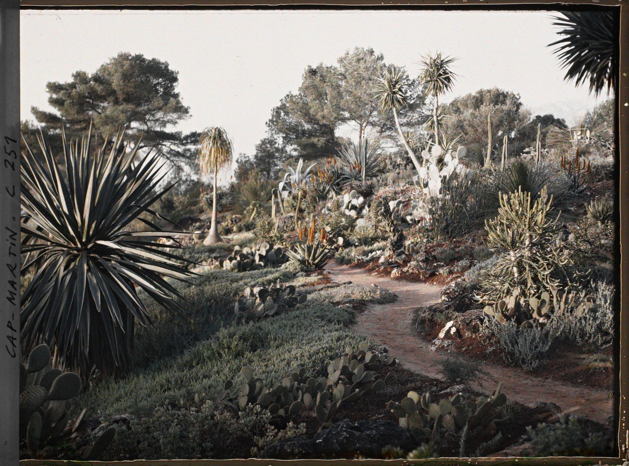 Image représentant Cap-Martin - Le Jardin