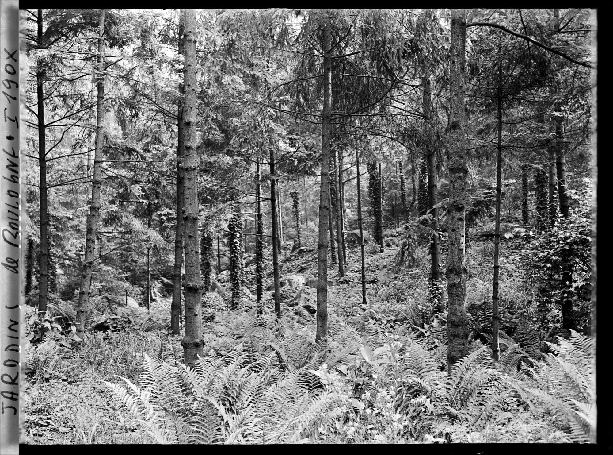 Image représentant La forêt vosgienne