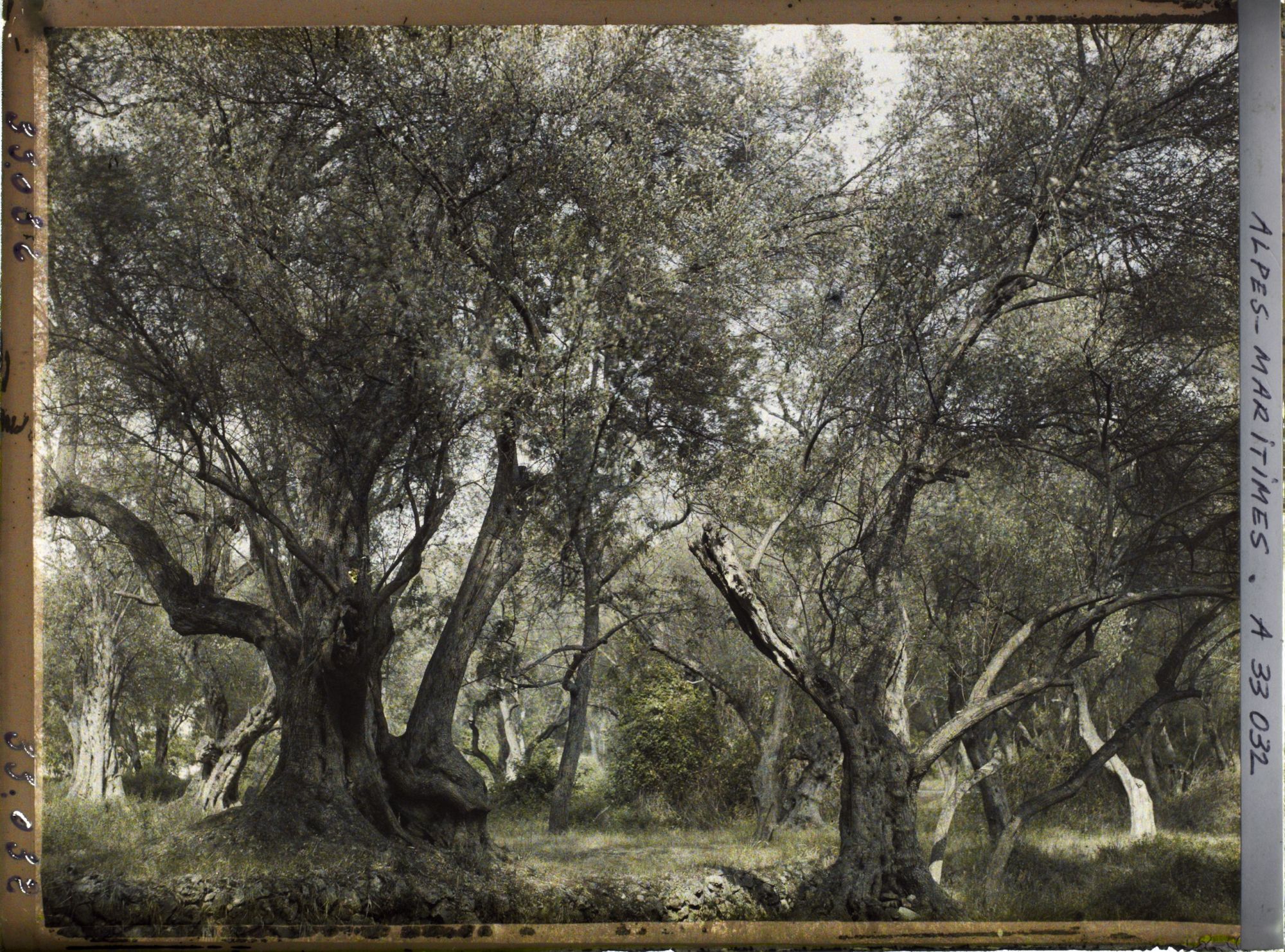 Image représentant Forêt d'oliviers