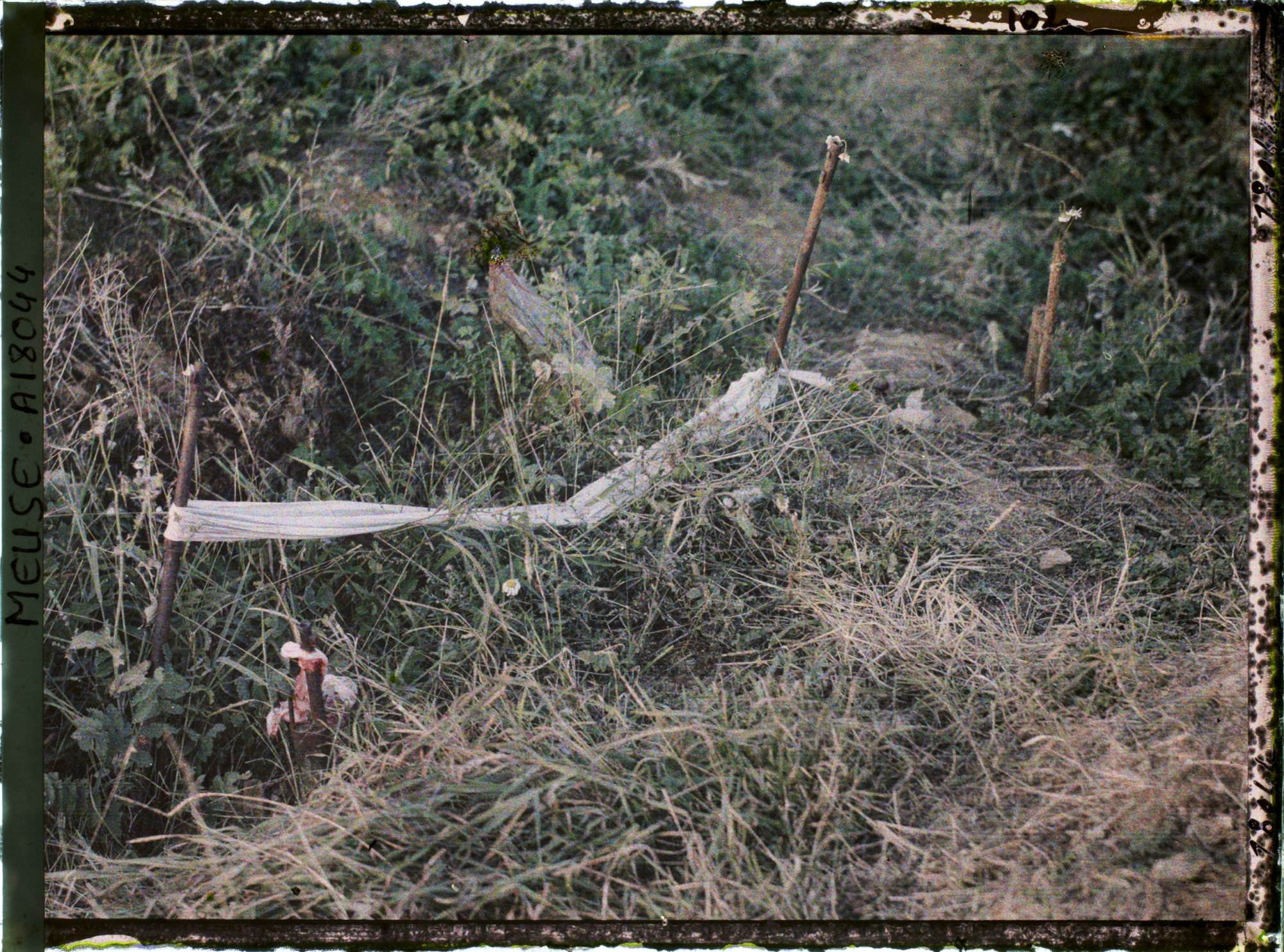 Image représentant France, Thiaumont, Tranchée de Thiaumont les fusils sortant de terre avaient été attachés par des étoffes tricolores