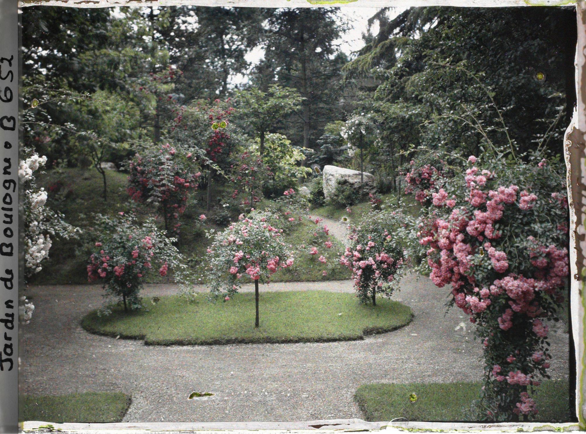 Image représentant Parterre de rosiers situé au sud-est du verger-roseraie, à proximité du jardin japonais