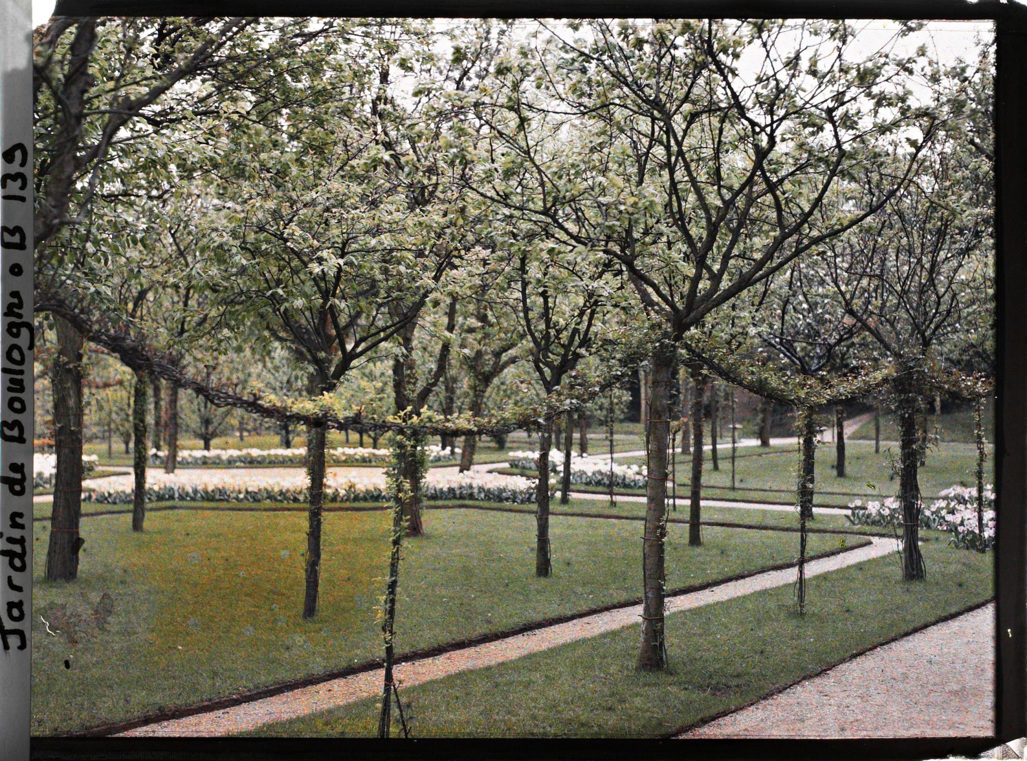 Image représentant Partie ouest du verger-roseraie ornée de parterres fleuris et d'une guirlande de rosiers