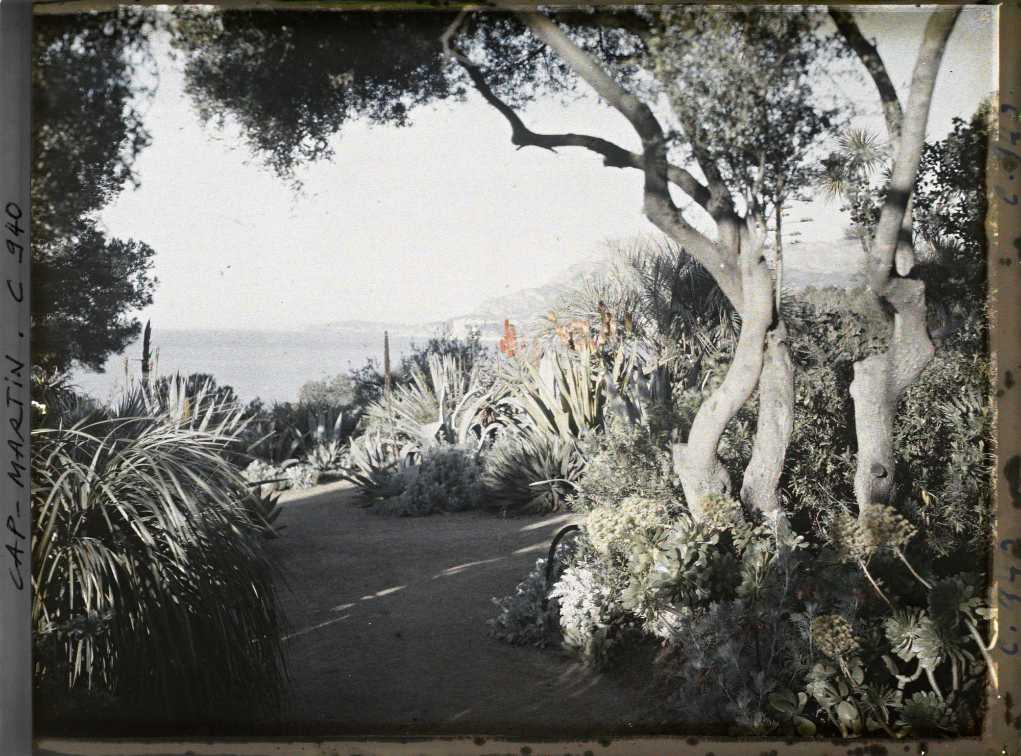 Image représentant Le Jardin vue vers Monaco