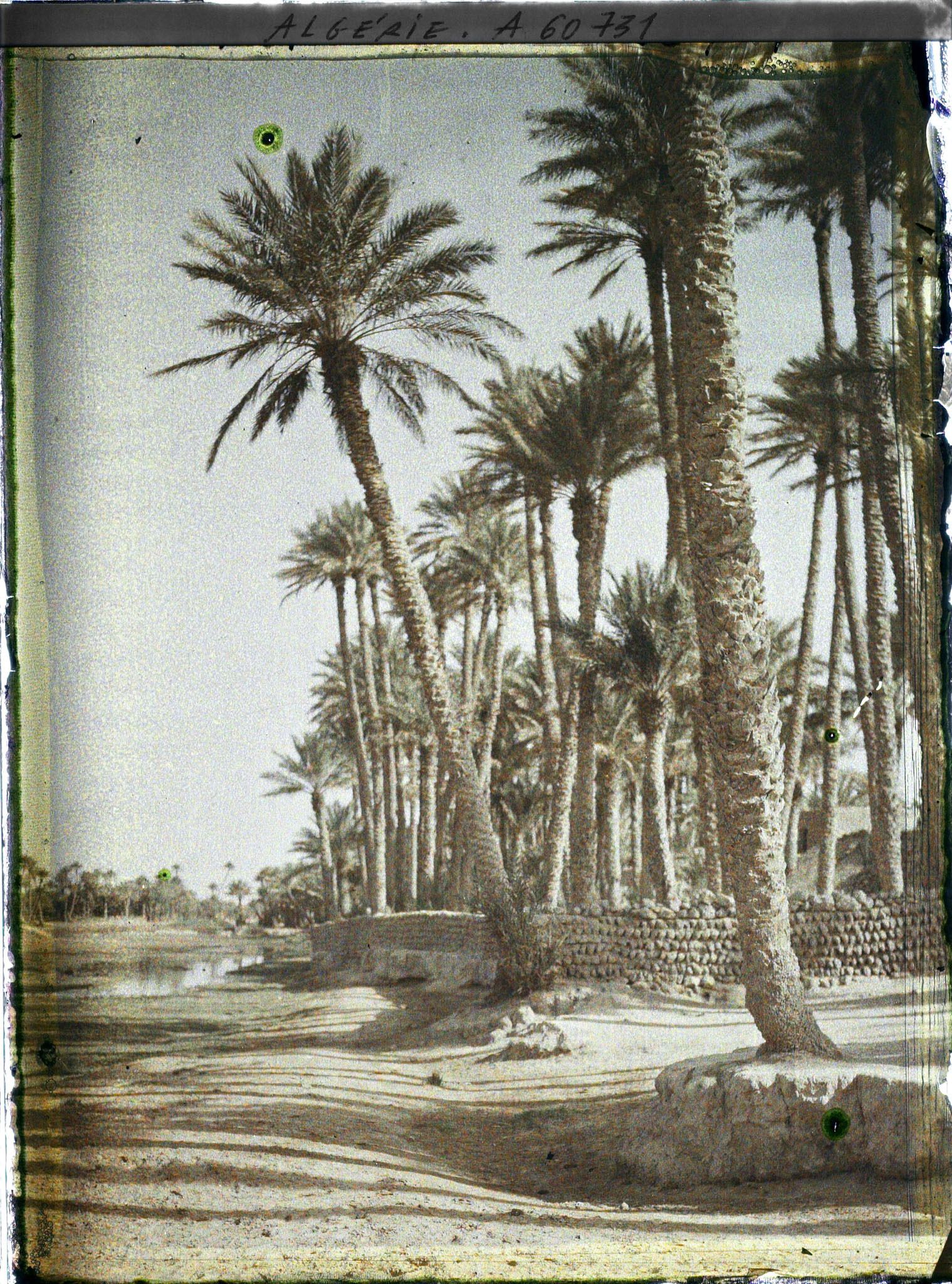 Image représentant La palmeraie vue des bords de l'oued Ouakda