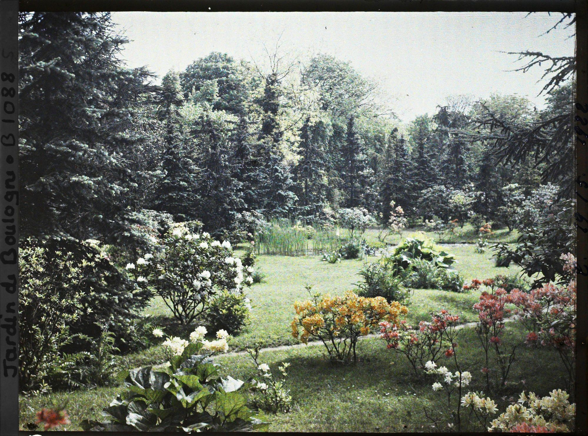 Image représentant Azalées et rhodos vers le marais