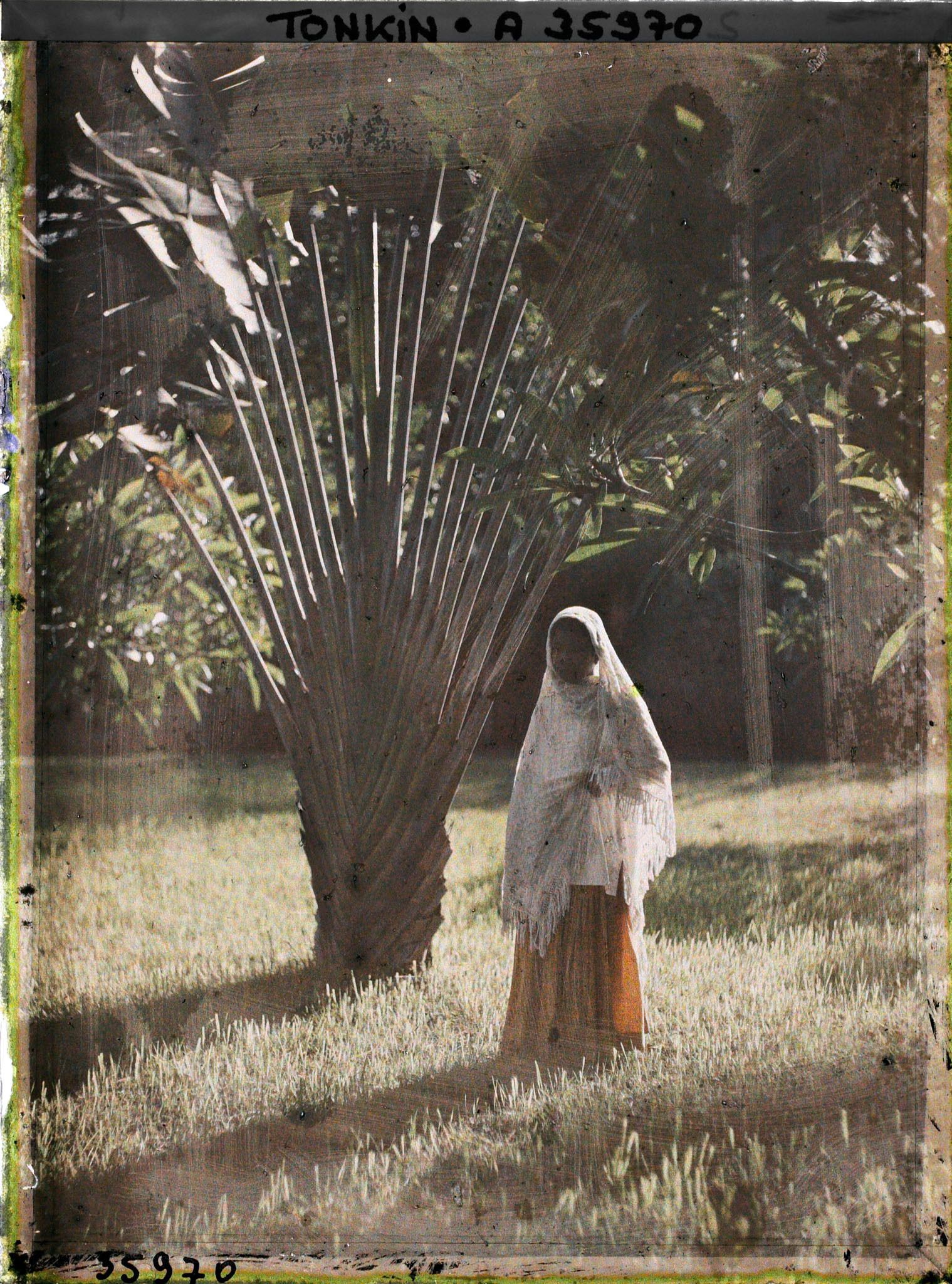 Image représentant Une jeune métisse indienne en sari, au pied d'un arbre du voyageur