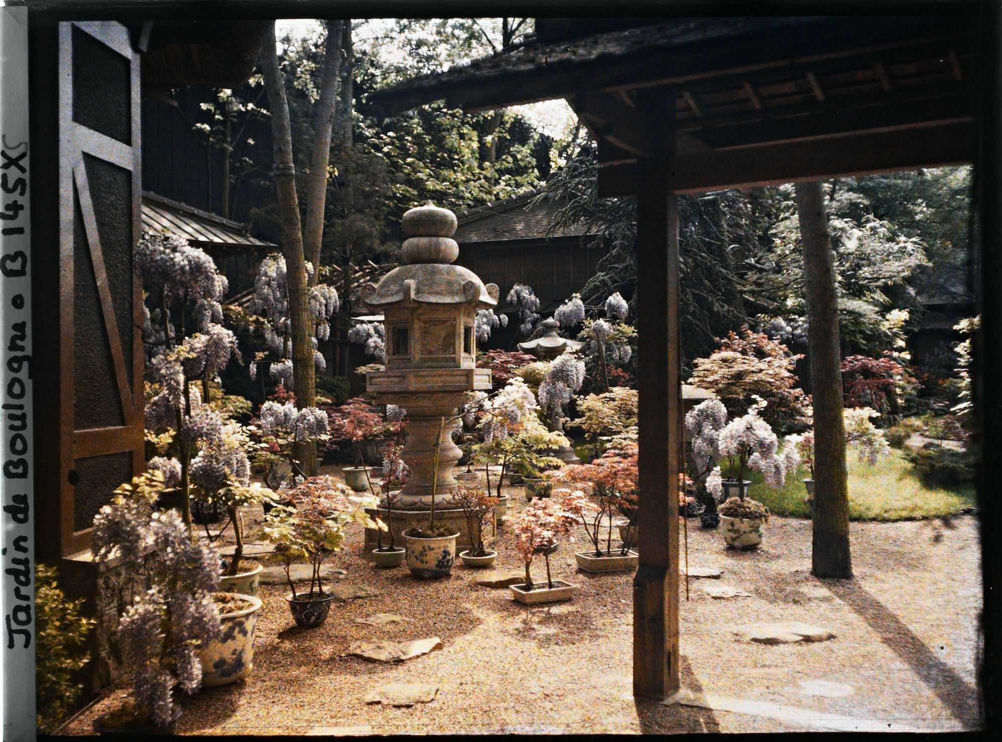 Image représentant Lanternes, bonsaïs et glycines fleuries, près de la porte d'entrée du " village japonais "
