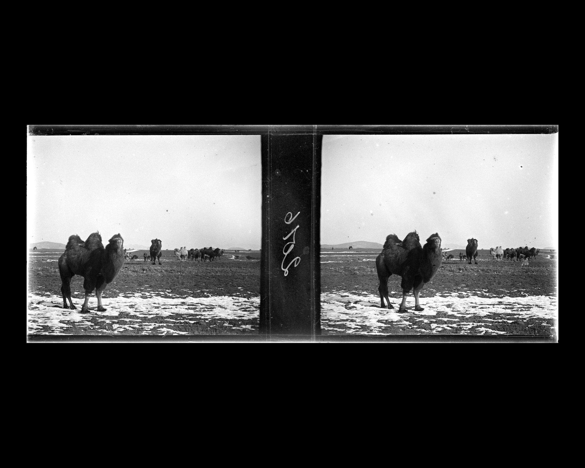 Image représentant Un troupeau de chameaux entre Nankou et Ming Shisanling ("Treize Tombeaux des Ming")