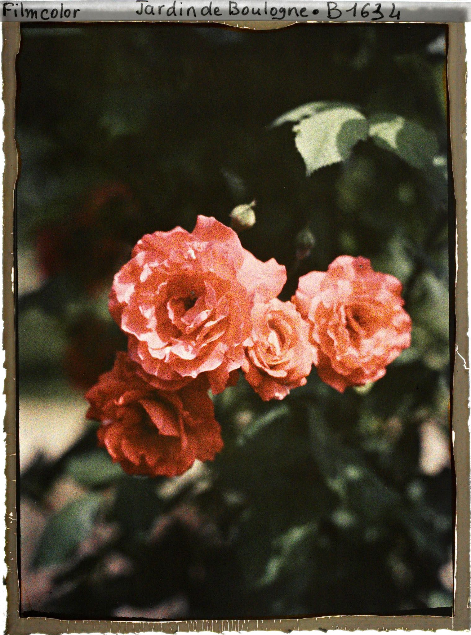 Image représentant Groupe de quatre roses rouge orangé