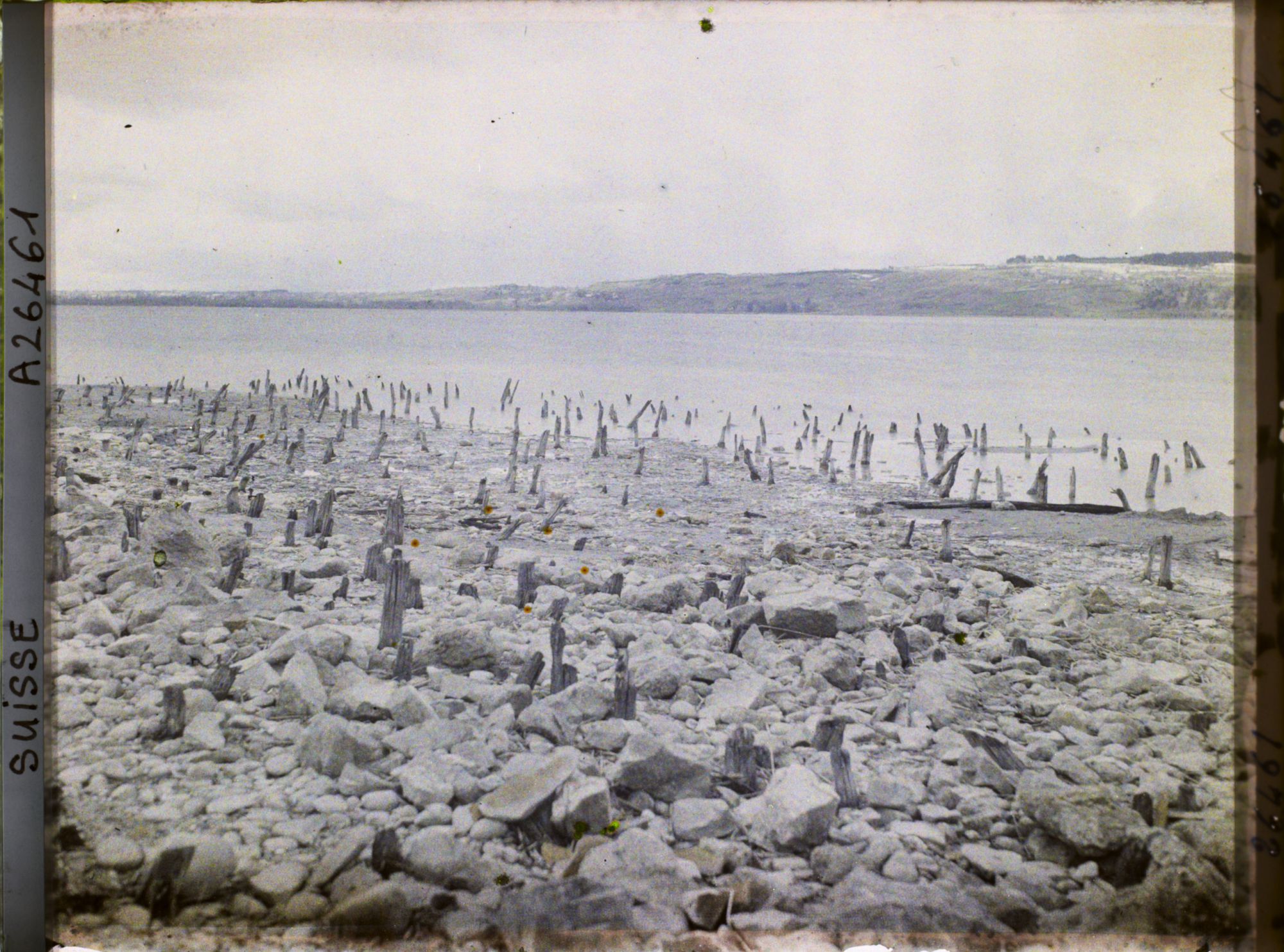 Image représentant Site palafittique préhistorique des Alpes, pieux en bois visibles lors de la baisse des eaux après la grande sécheresse de 1921