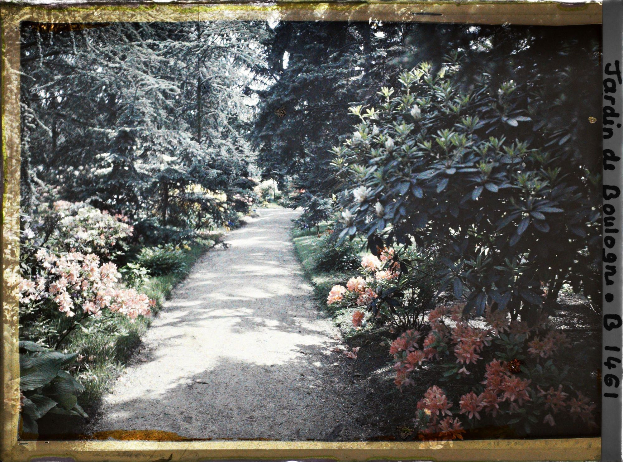 Image représentant Allée dans la forêt bleue