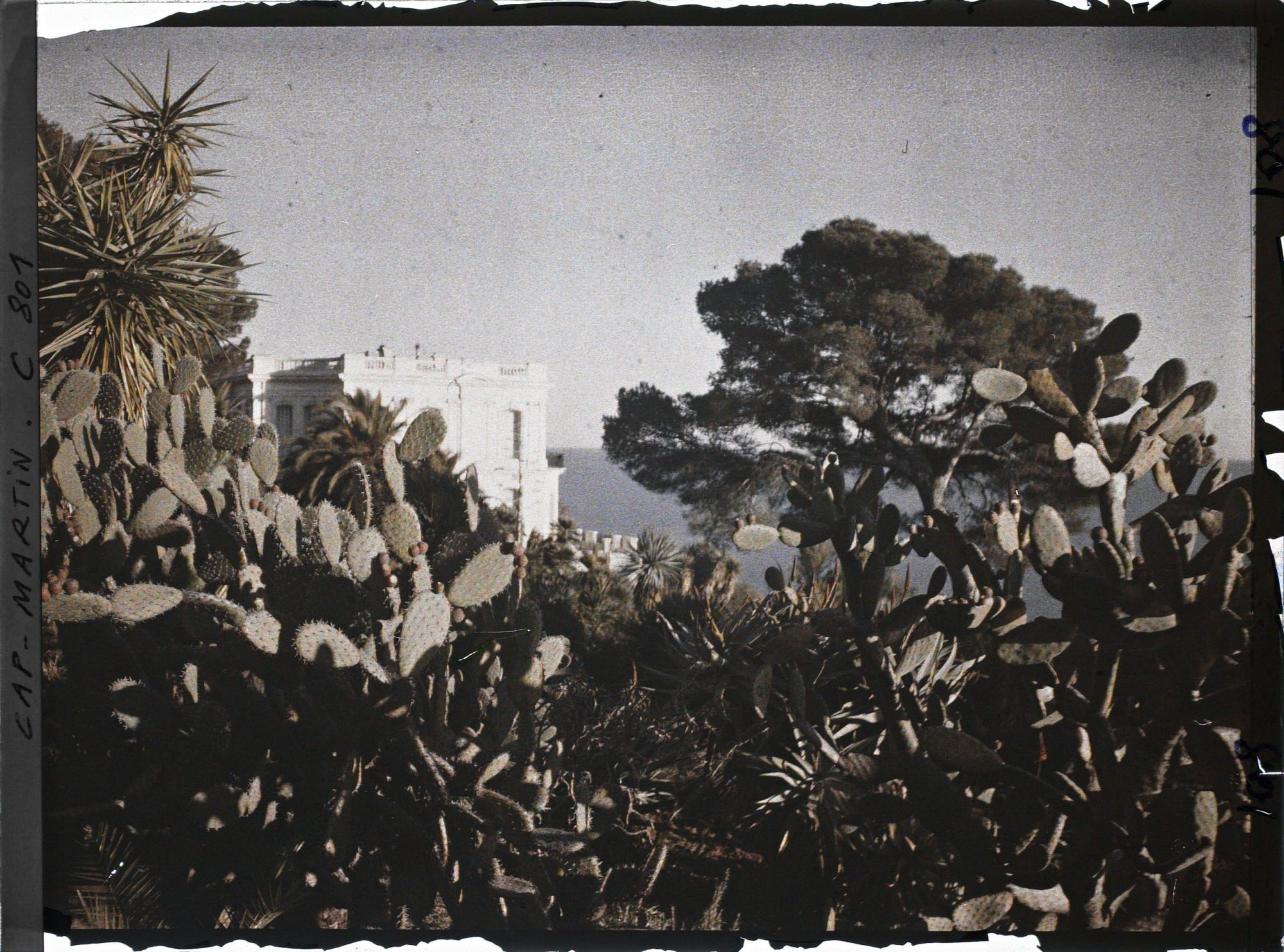 Image représentant les plantes grasses