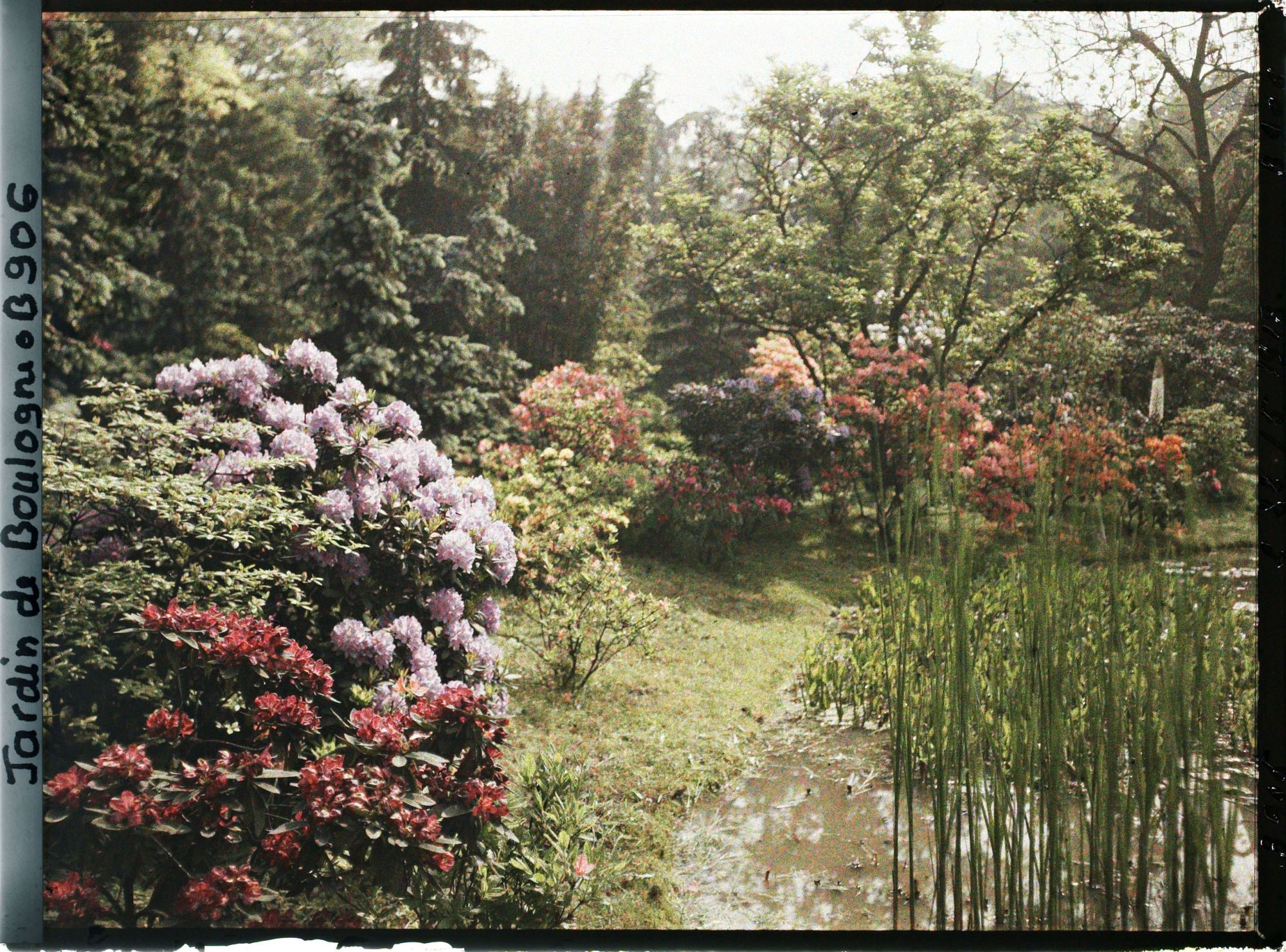 Image représentant Bordure " d'étang " fleurie de rhododendrons et d'azalées au nord-est du marais, vue vers l'est