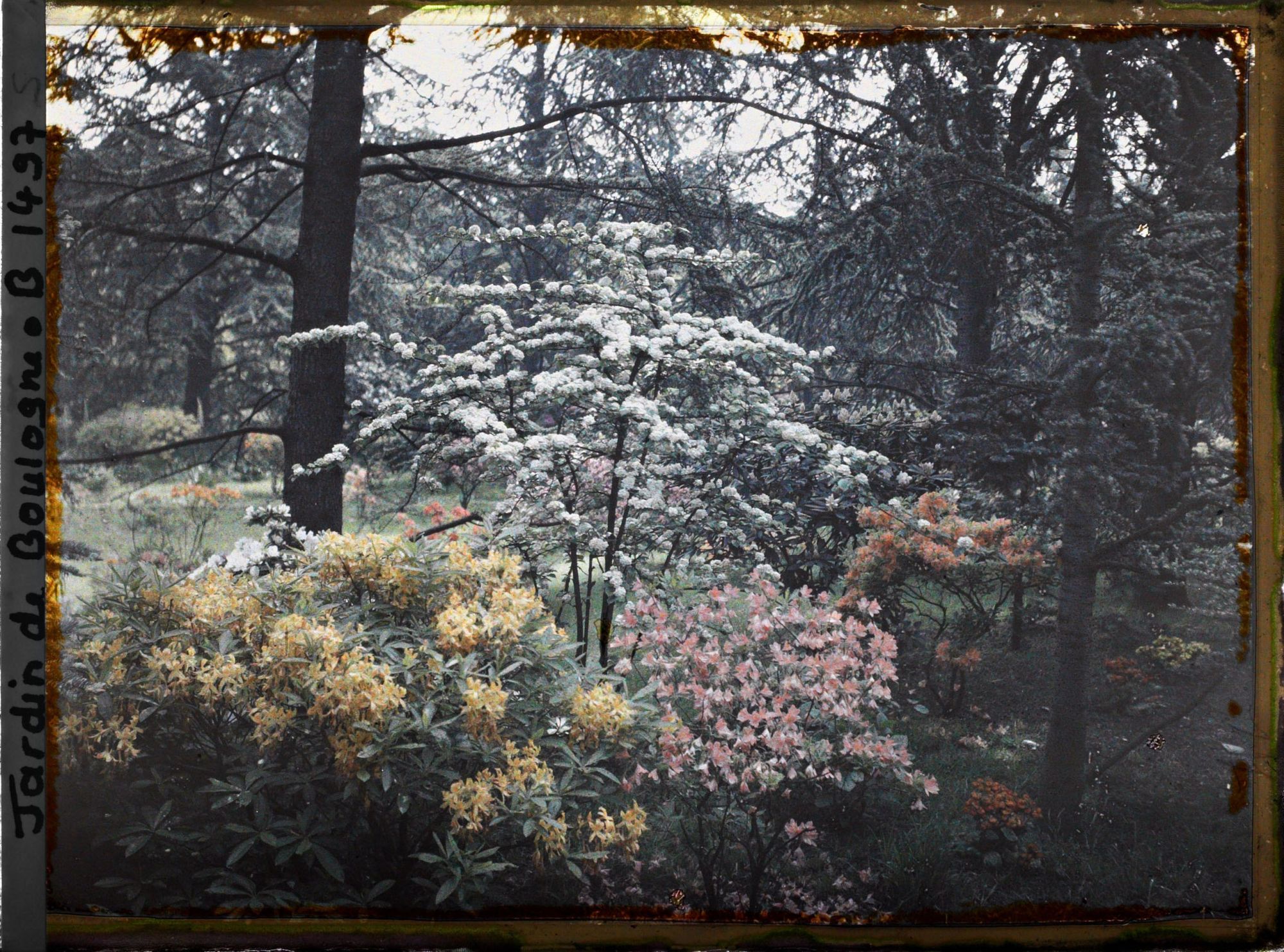 Image représentant Massif d'arbustes en fleurs proche de la partie est du marais, vu en direction du nord, nord-est