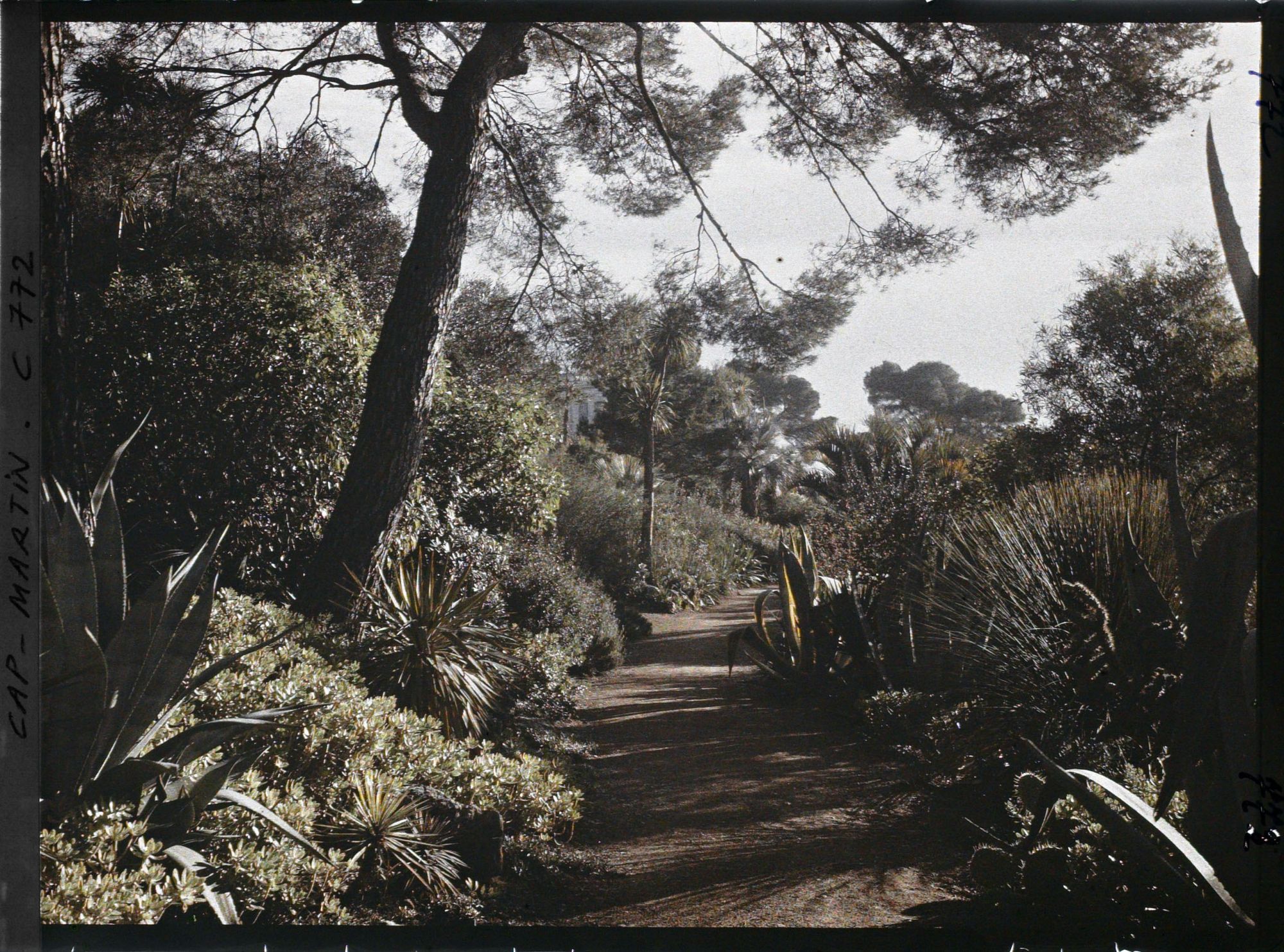 Image représentant le jardin la gde allée