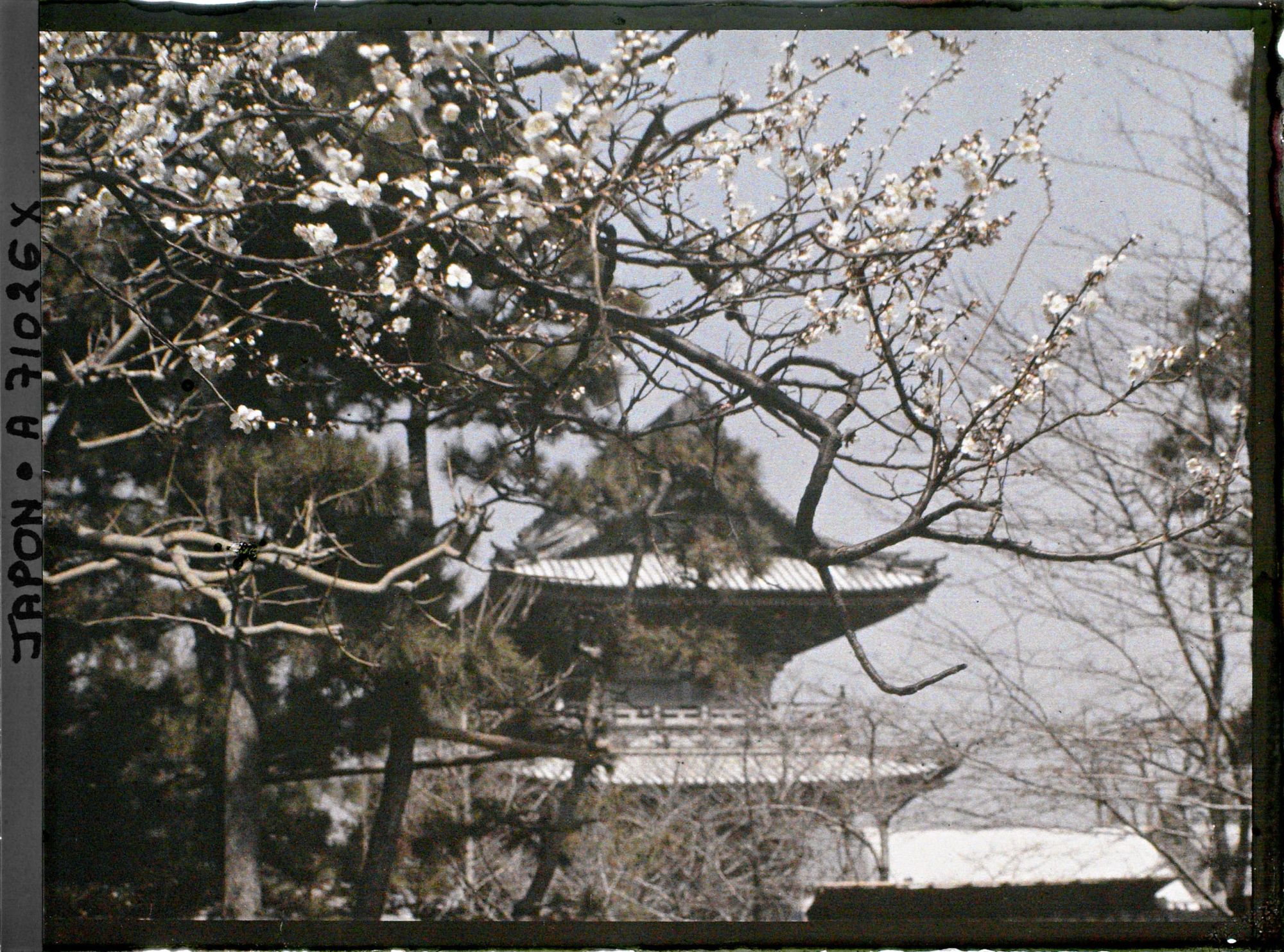 Image représentant Temple Daishi (?) : Cerisier en fleurs devant une porte de temple